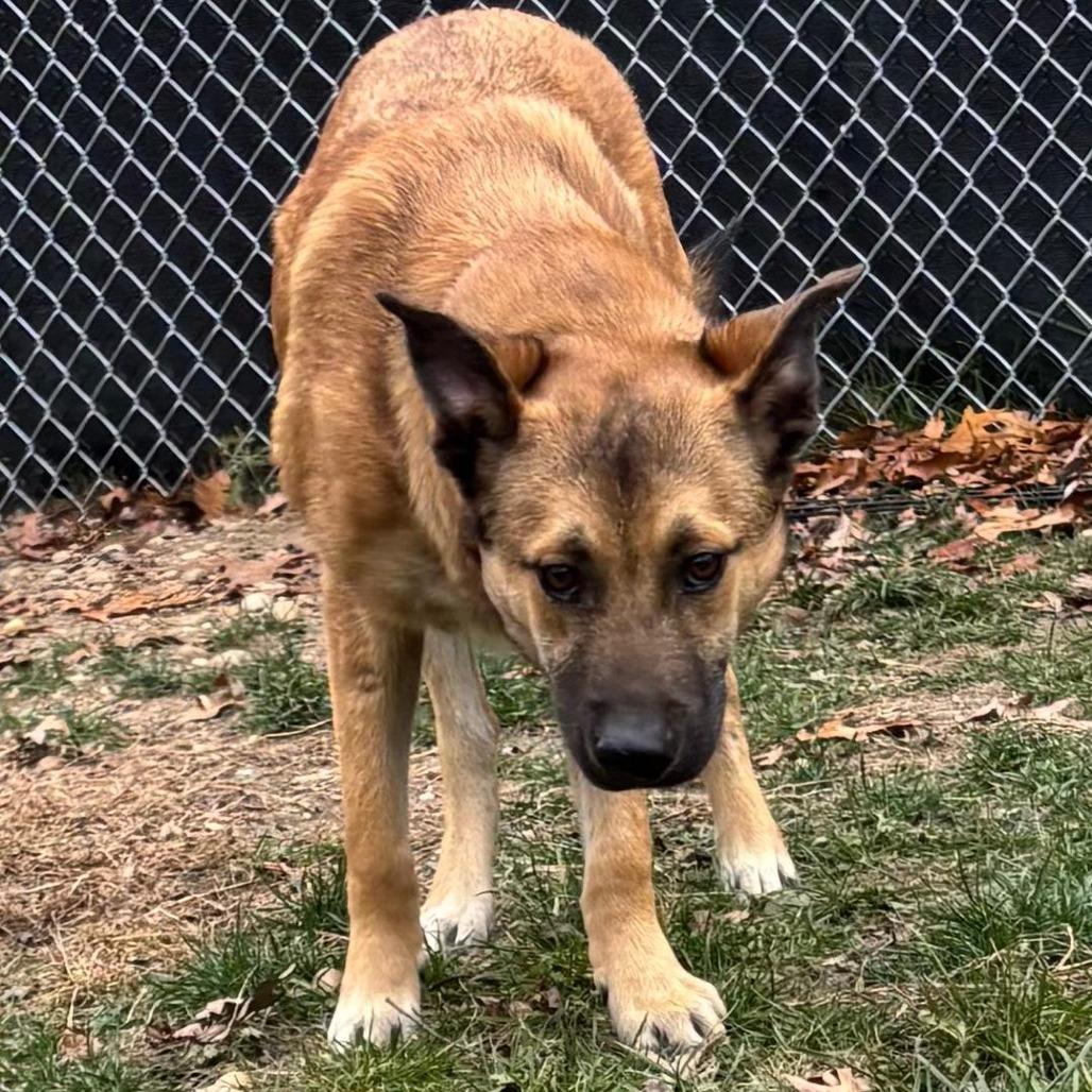 Bud, Adoptable, Young Male Black Mouth Cur.