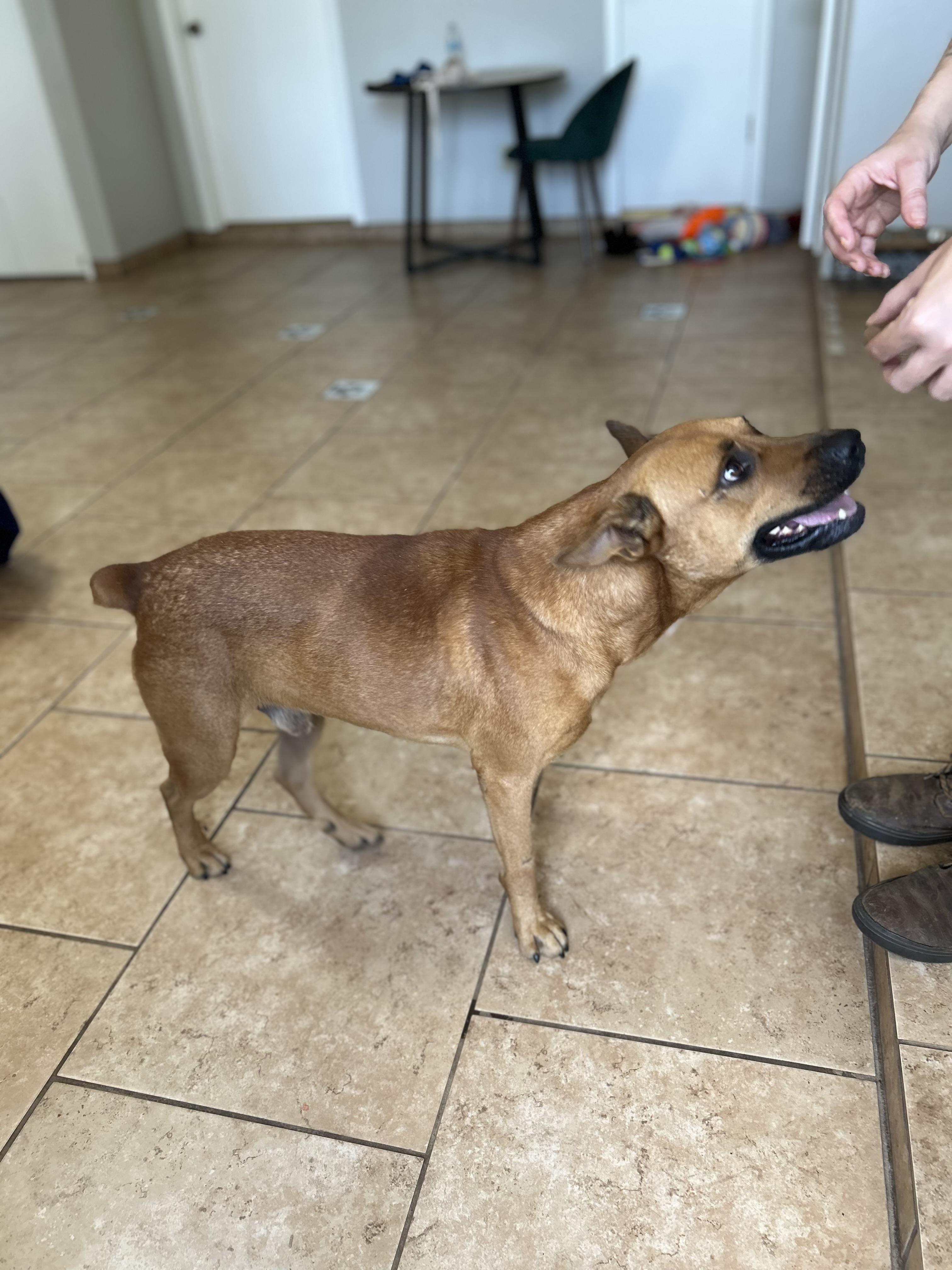 Ozzy, a Adoptable mixed breed in Marble Falls, TX image 2/3