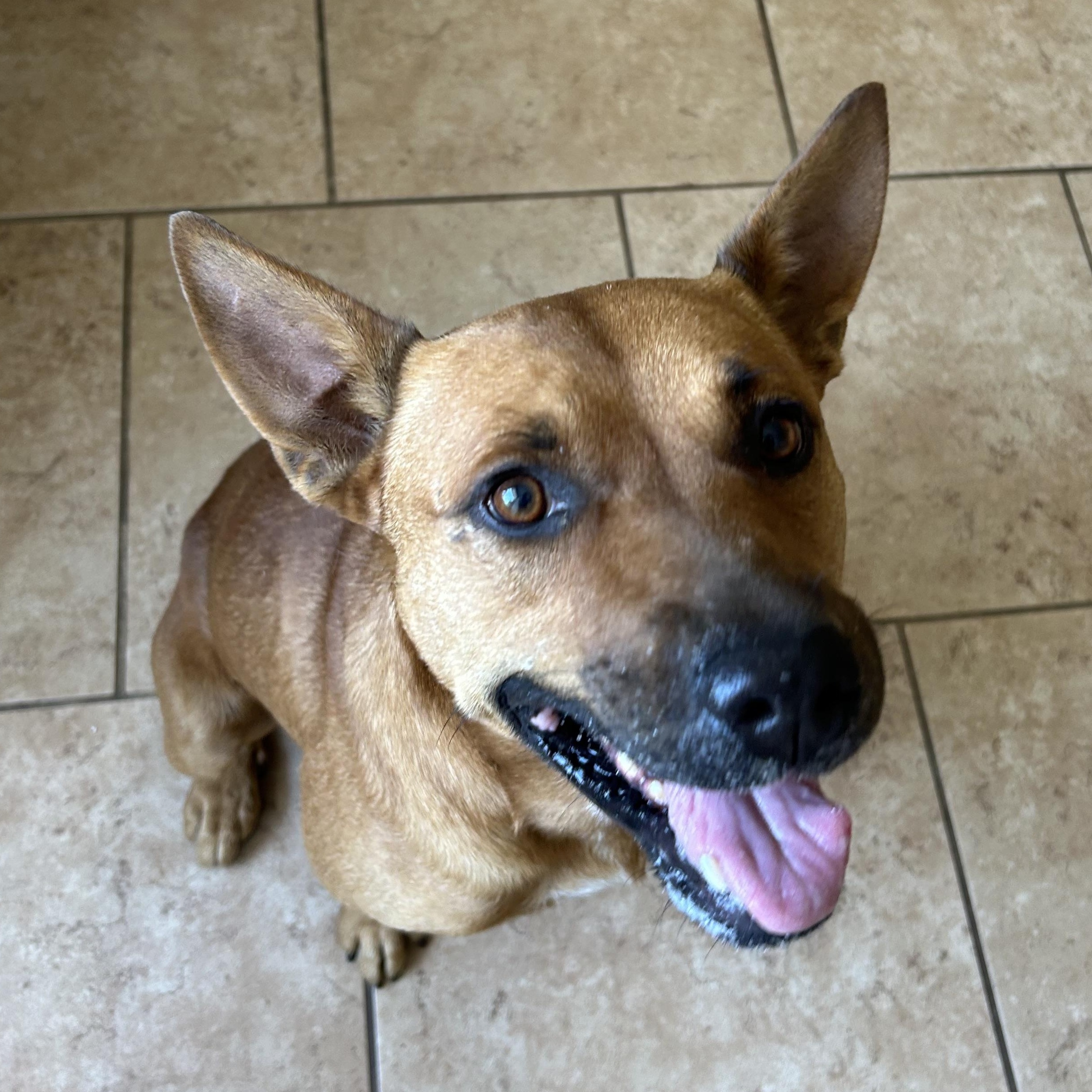 Ozzy, a Adoptable mixed breed in Marble Falls, TX image 3/3