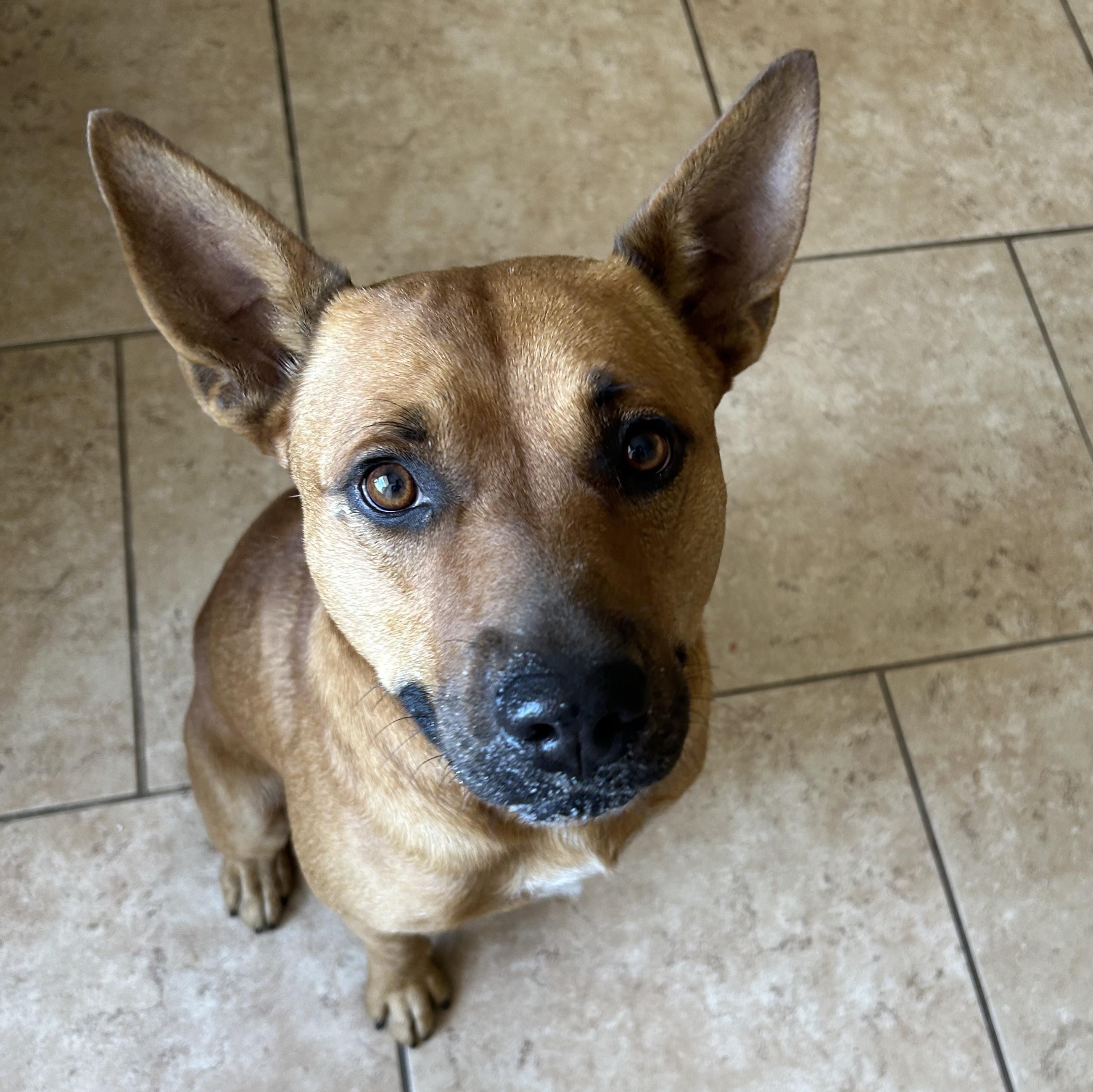 Ozzy, a Adoptable mixed breed in Marble Falls, TX image 1/3