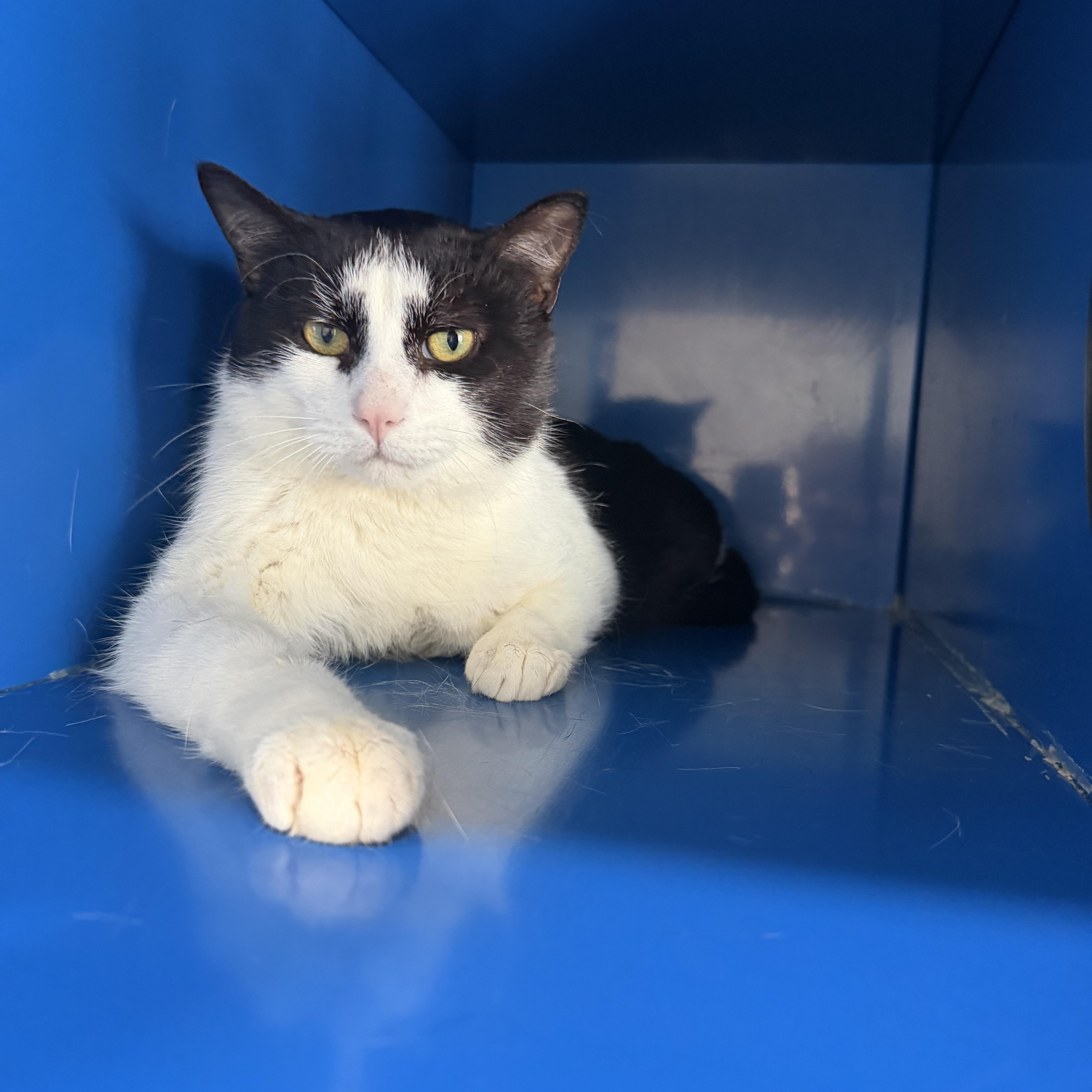 Enlarge Sims (aka Batman), an adopted Domestic Short Hair in Sault Sainte Marie, MI image 3/4