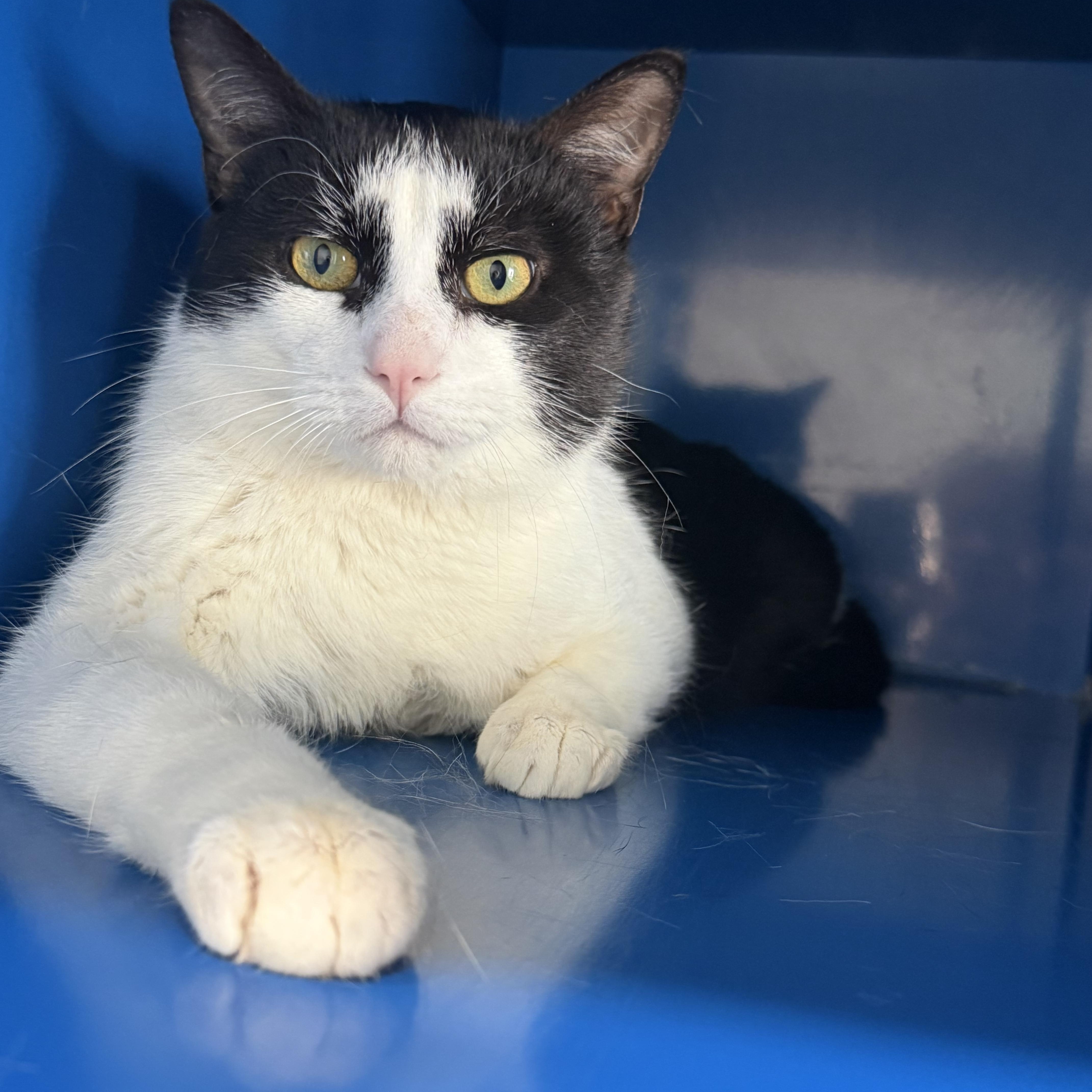 Sims (aka Batman), adopted, Young Male Domestic Short Hair.