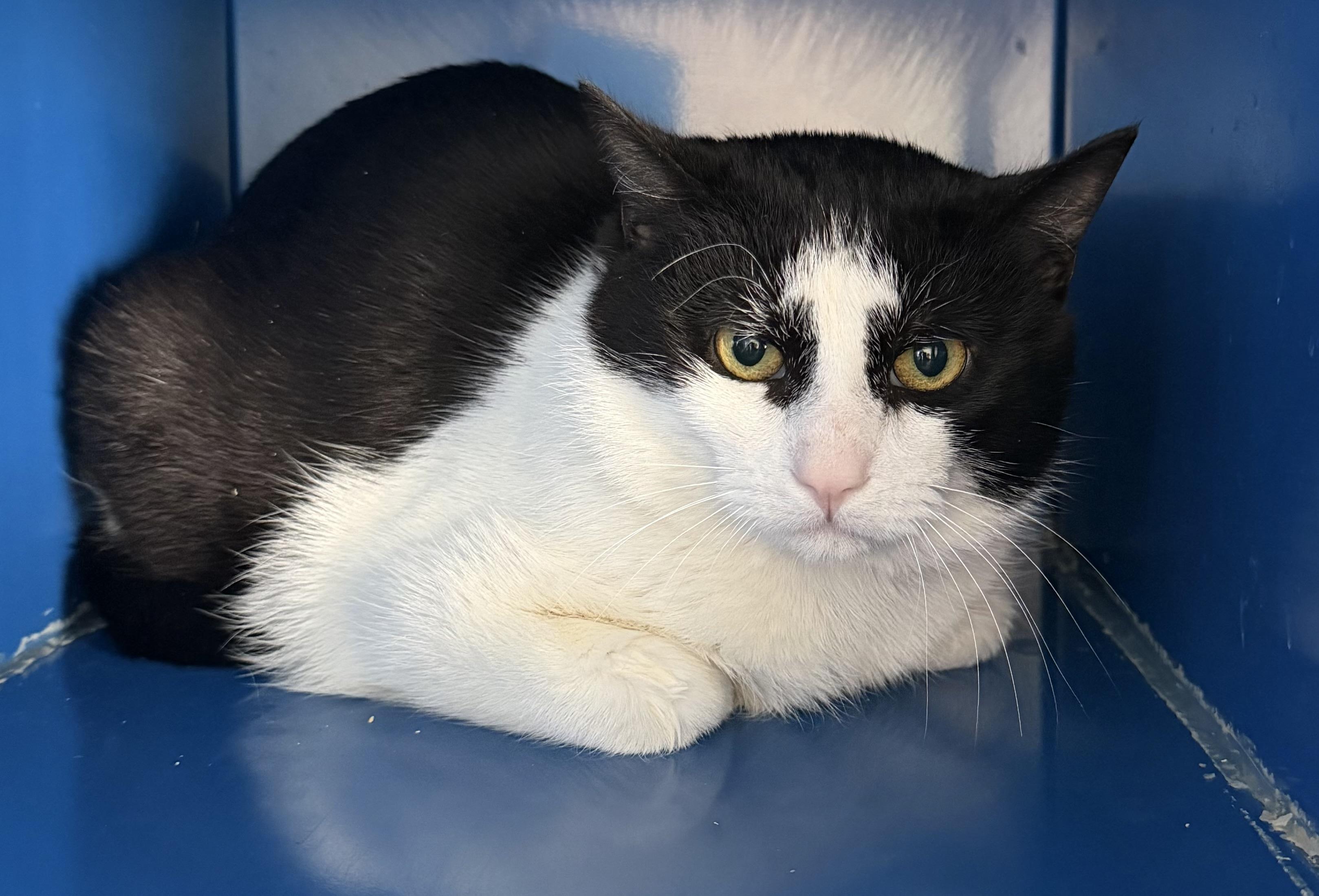 Enlarge Sims (aka Batman), an adopted Domestic Short Hair in Sault Sainte Marie, MI image 2/4