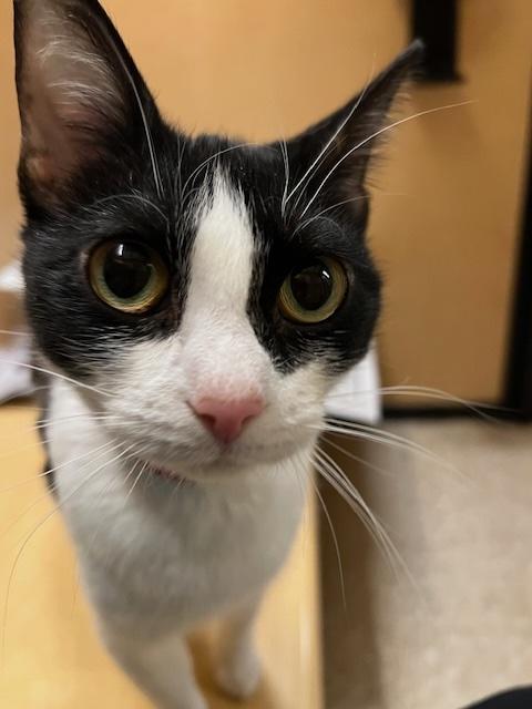 LILY. #2939, an adopted Tuxedo in Waldorf, MD image 5/5