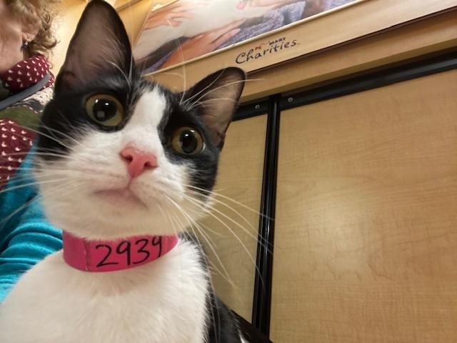 LILY. #2939, an adopted Tuxedo in Waldorf, MD image 2/5