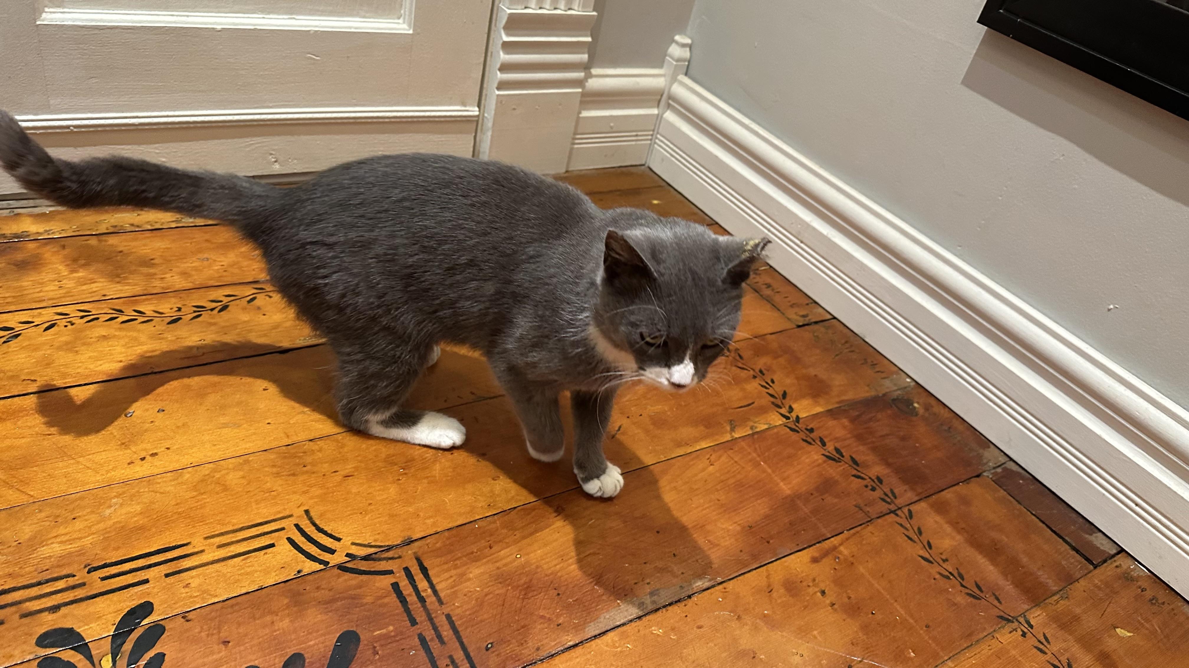 Enlarge Ally, an adopted Domestic Short Hair in Monticello, IN image 3/6