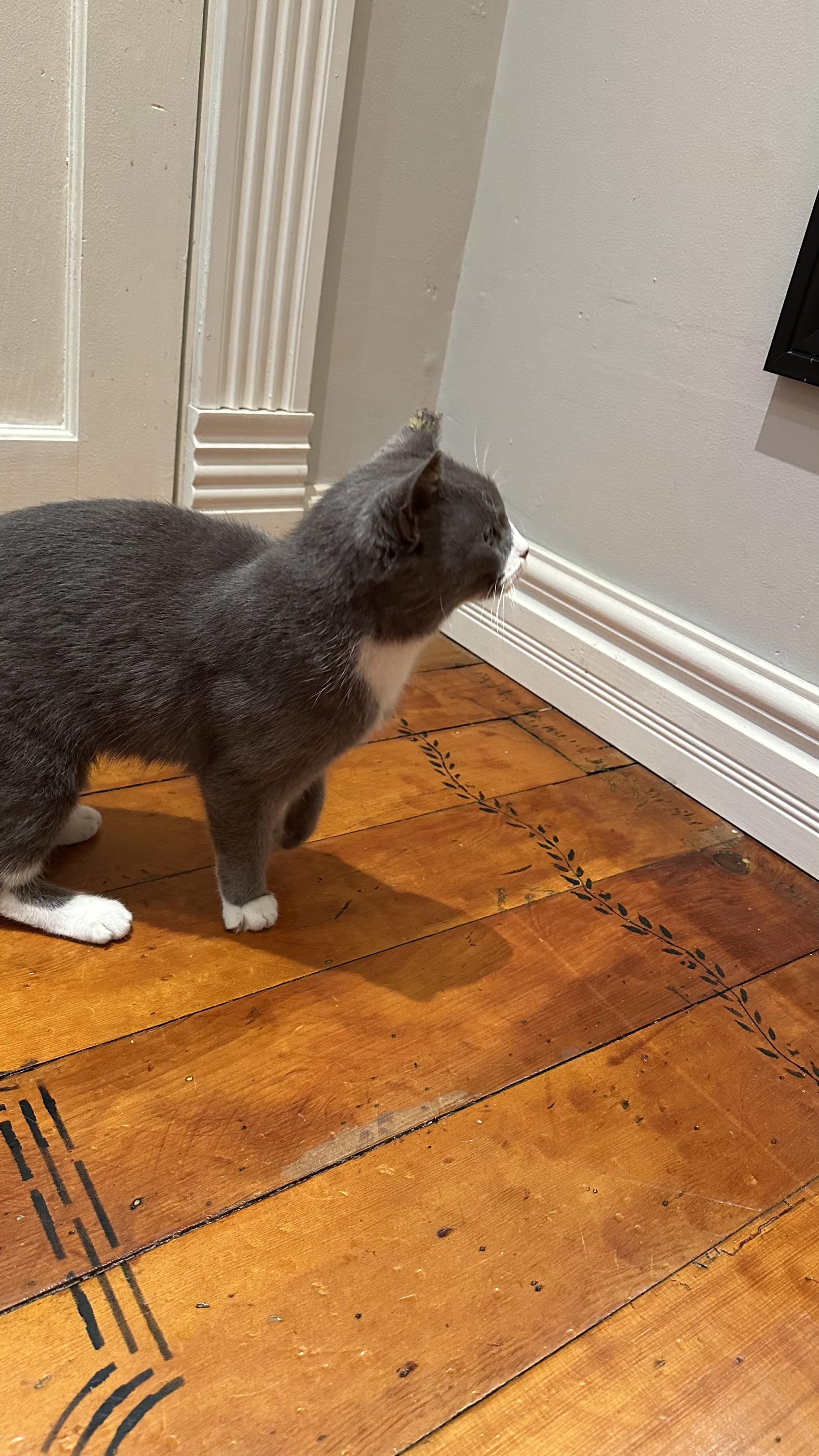 Enlarge Ally, an adopted Domestic Short Hair in Monticello, IN image 4/6