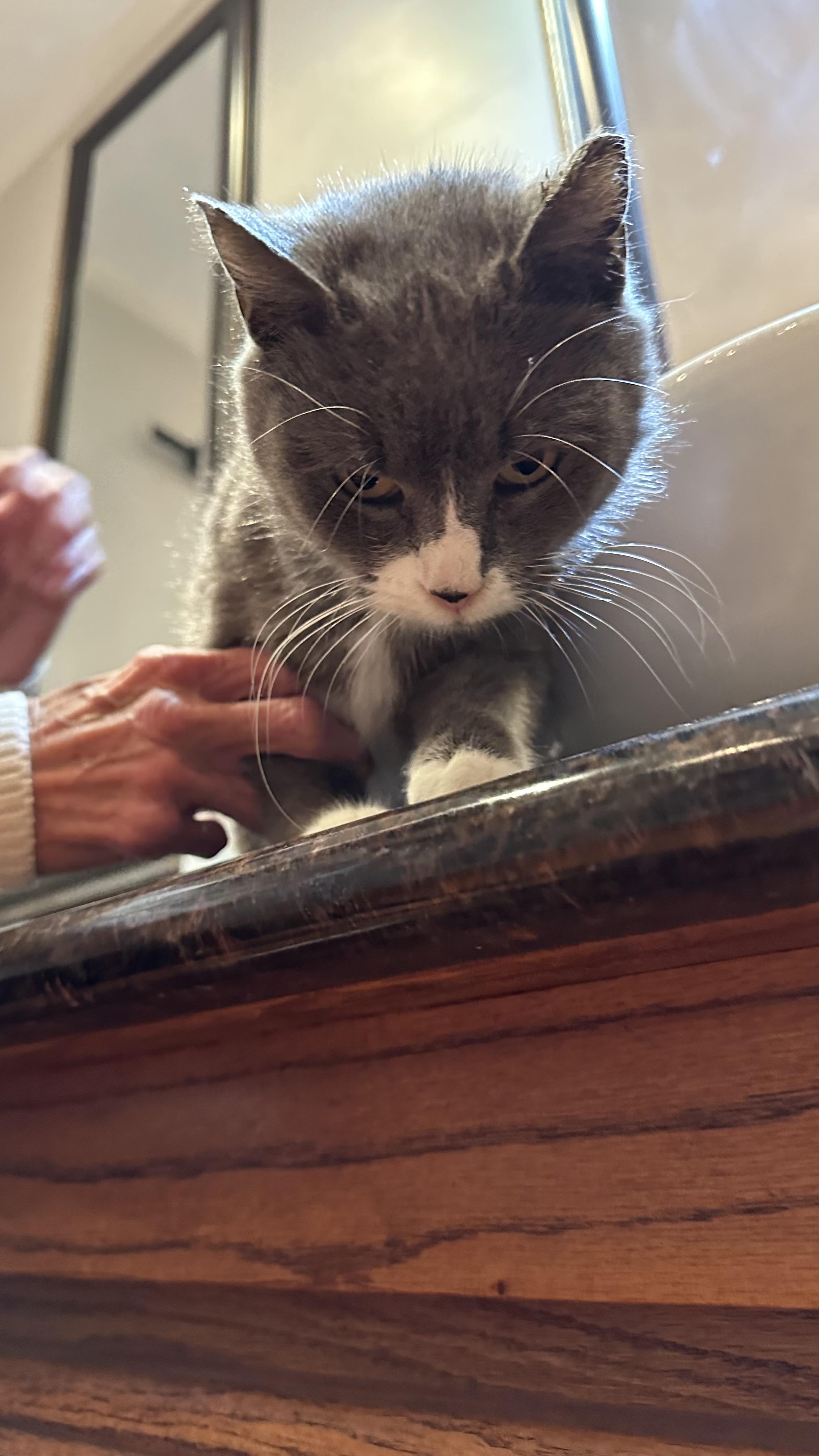 Enlarge Ally, an adopted Domestic Short Hair in Monticello, IN image 5/6