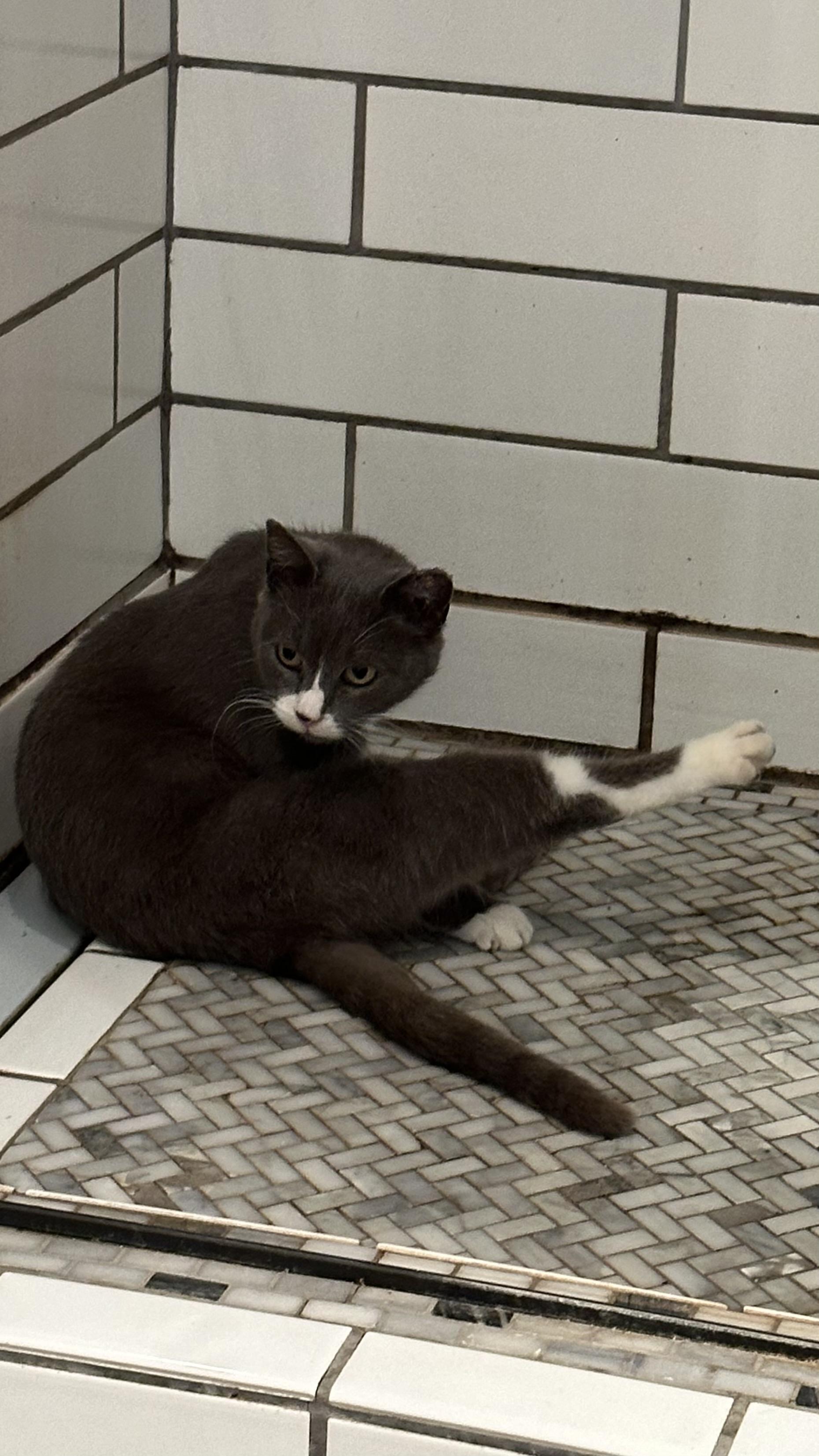 Enlarge Ally, an adopted Domestic Short Hair in Monticello, IN image 6/6