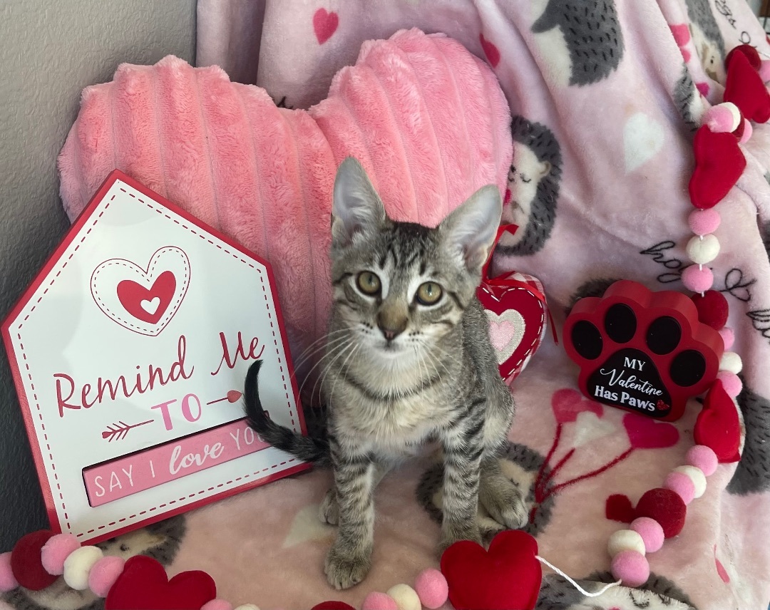 Taylor Swift, Adopted, Kitten Female Domestic Short Hair.