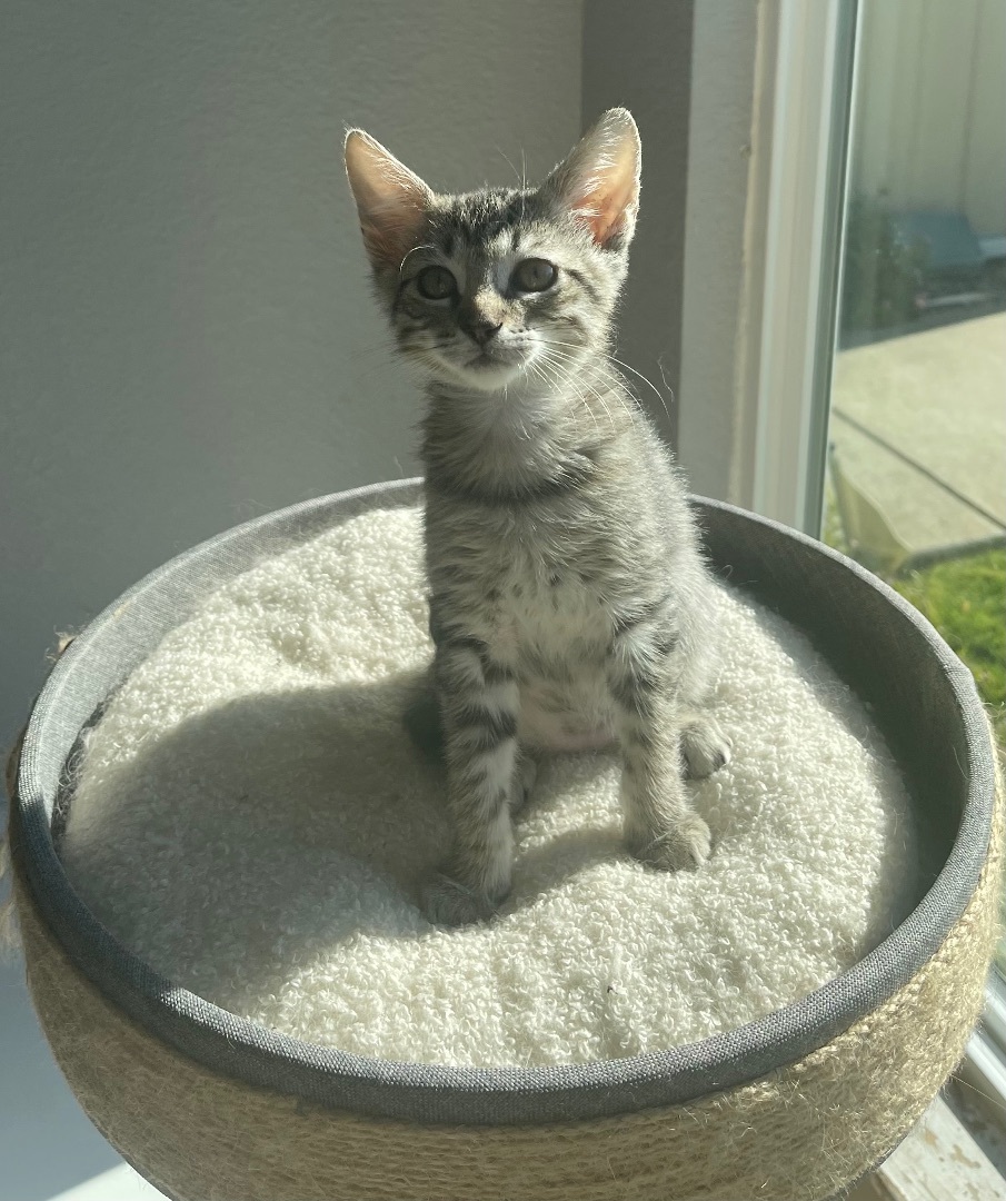 Enlarge Taylor Swift, a Adopted Domestic Short Hair in Elk Grove, CA image 2/6