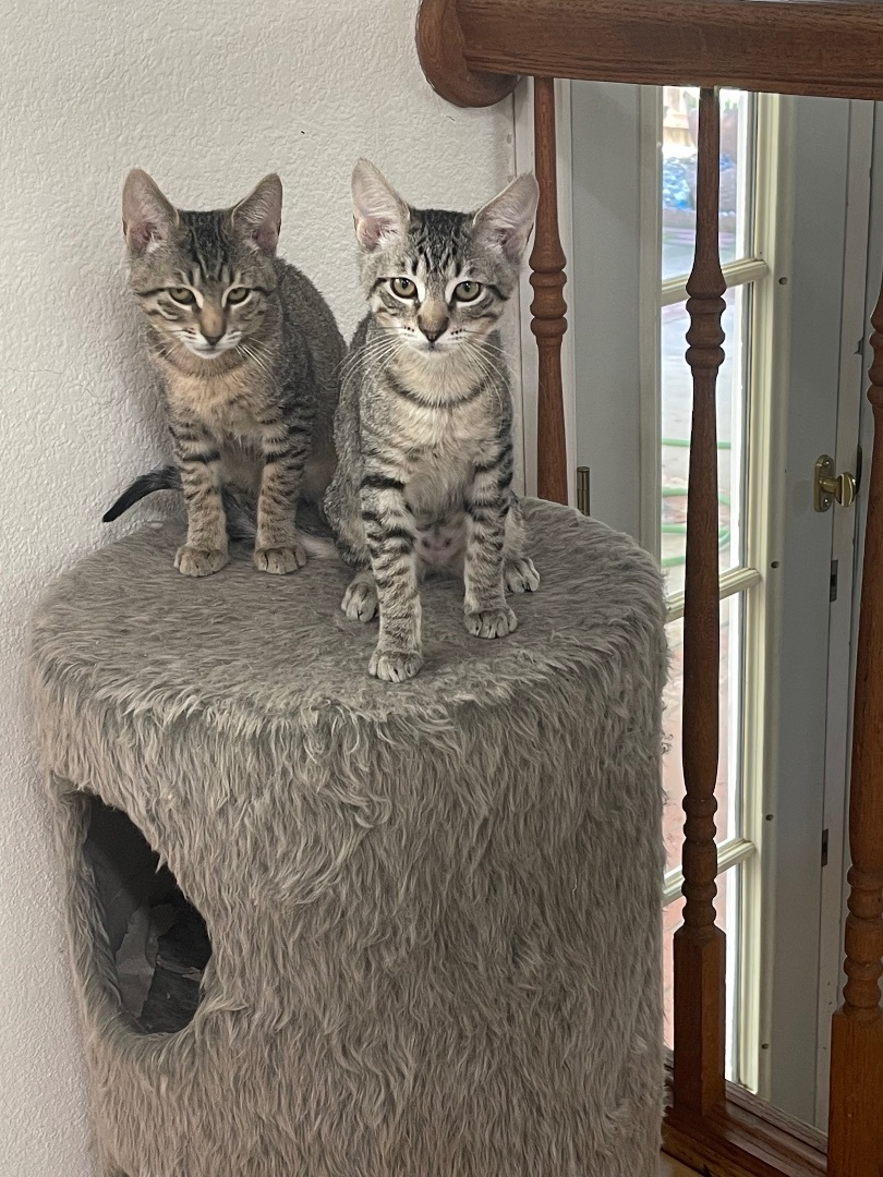 Enlarge Taylor Swift, a Adopted Domestic Short Hair in Elk Grove, CA image 3/6