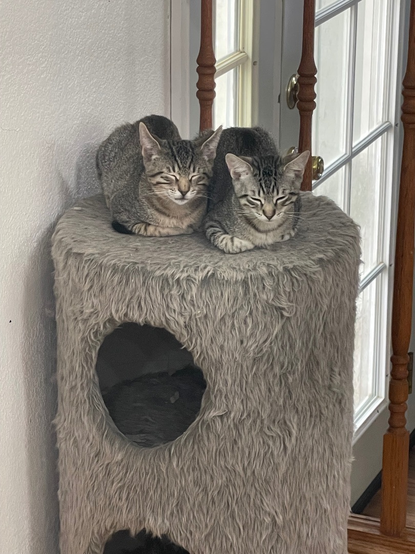 Enlarge Taylor Swift, a Adopted Domestic Short Hair in Elk Grove, CA image 5/6