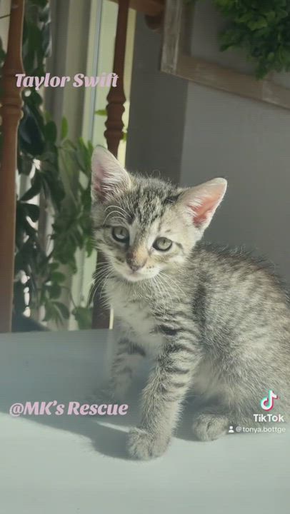 Enlarge Taylor Swift, a Adopted Domestic Short Hair in Elk Grove, CA video 6/6