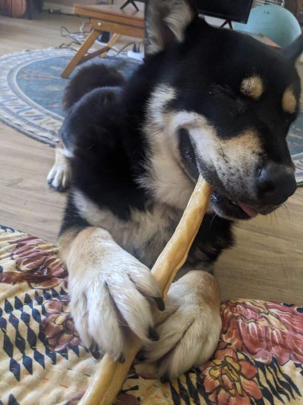 Enlarge Rex ID A1796251, a Adopted Siberian Husky in Lake Forest , CA image 3/5