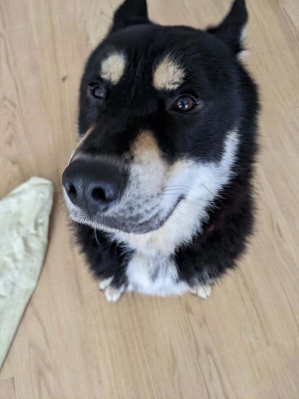 Enlarge Rex ID A1796251, a Adopted Siberian Husky in Lake Forest , CA image 5/5