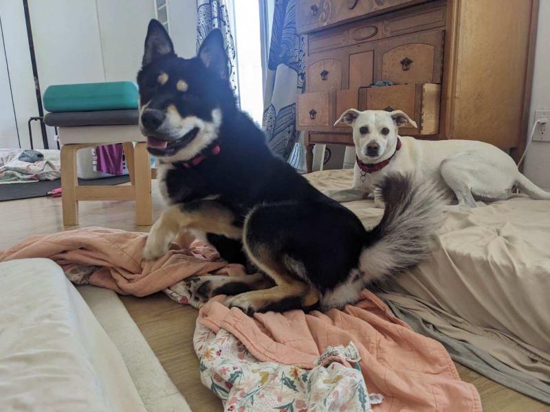 Enlarge Rex ID A1796251, a Adopted Siberian Husky in Lake Forest , CA image 2/5