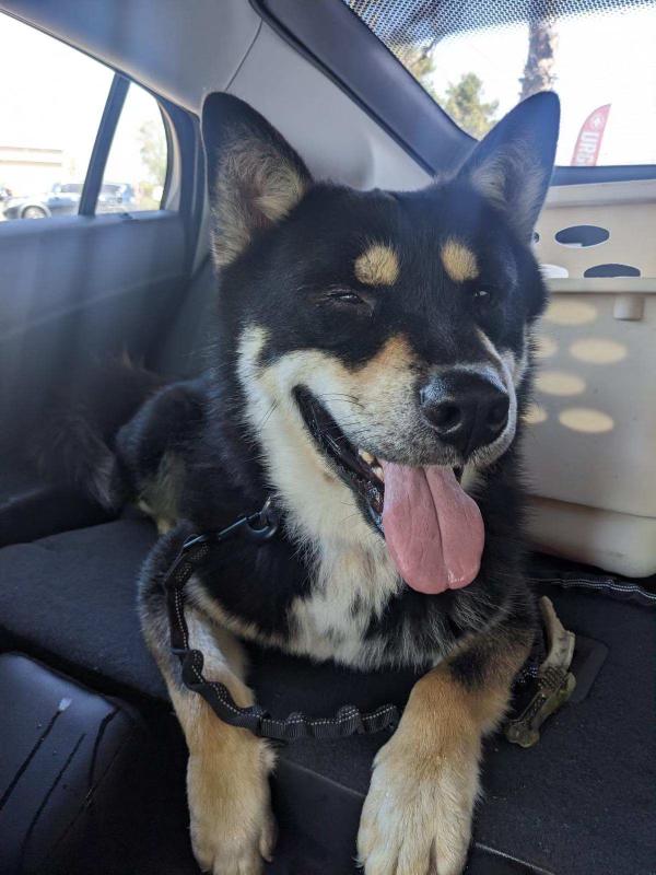 Enlarge Rex ID A1796251, a Adopted Siberian Husky in Lake Forest , CA image 1/5