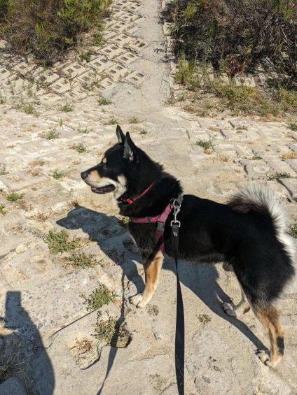 Enlarge Rex ID A1796251, a Adopted Siberian Husky in Lake Forest , CA image 4/5