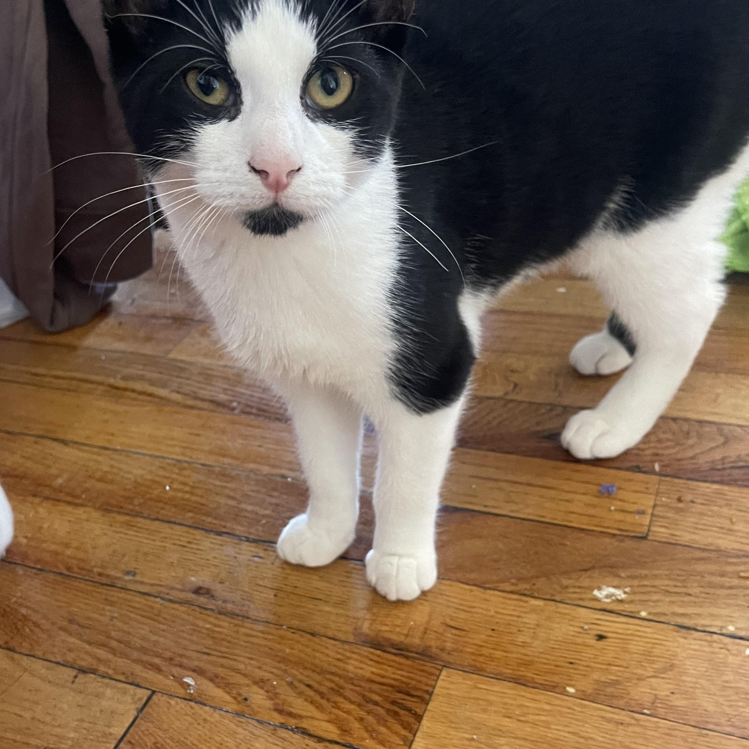 Enlarge Oreo & Mochi, a Adoptable Domestic Short Hair in Bayonne, NJ image 3/3