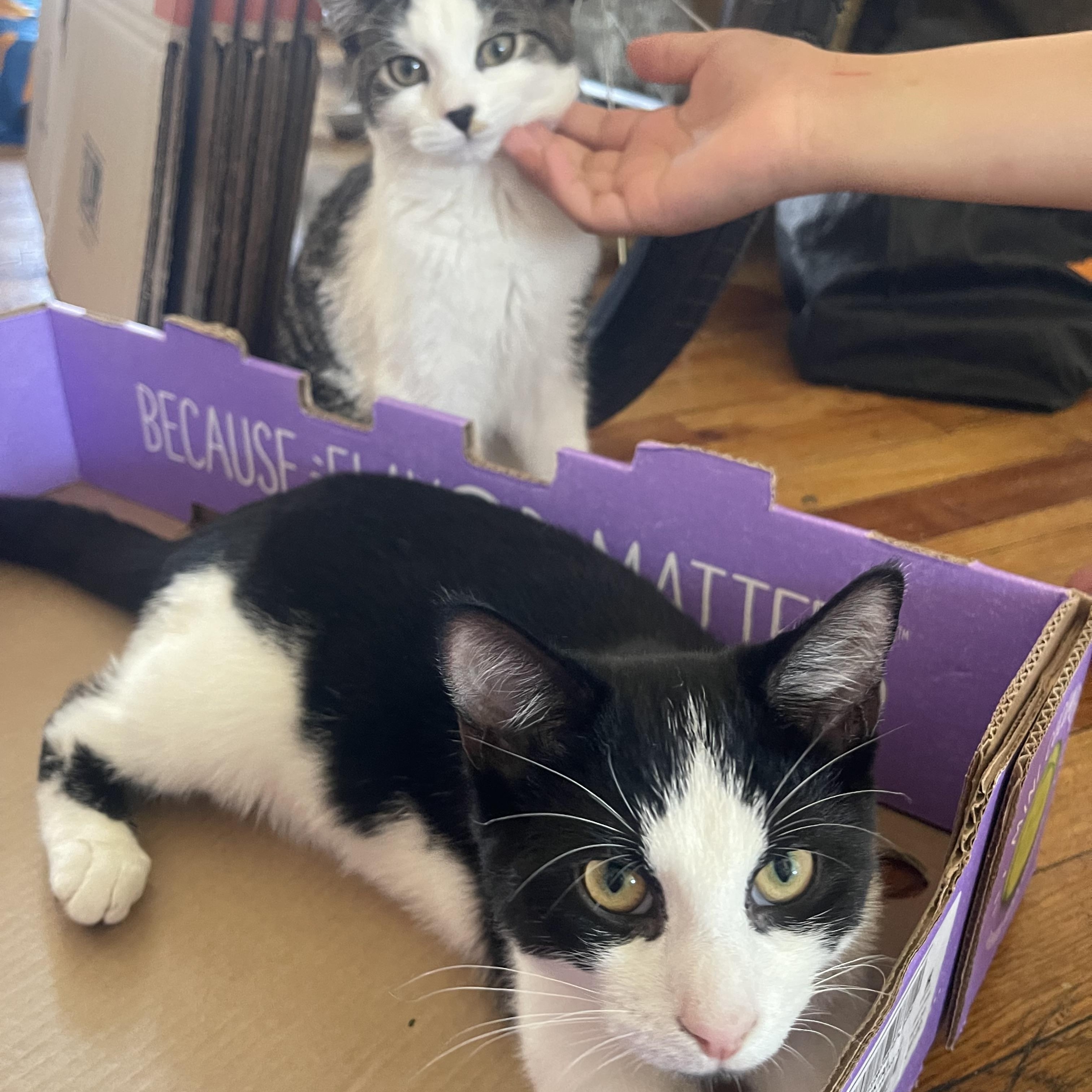Oreo & Mochi, Adoptable, Young Female Domestic Short Hair.