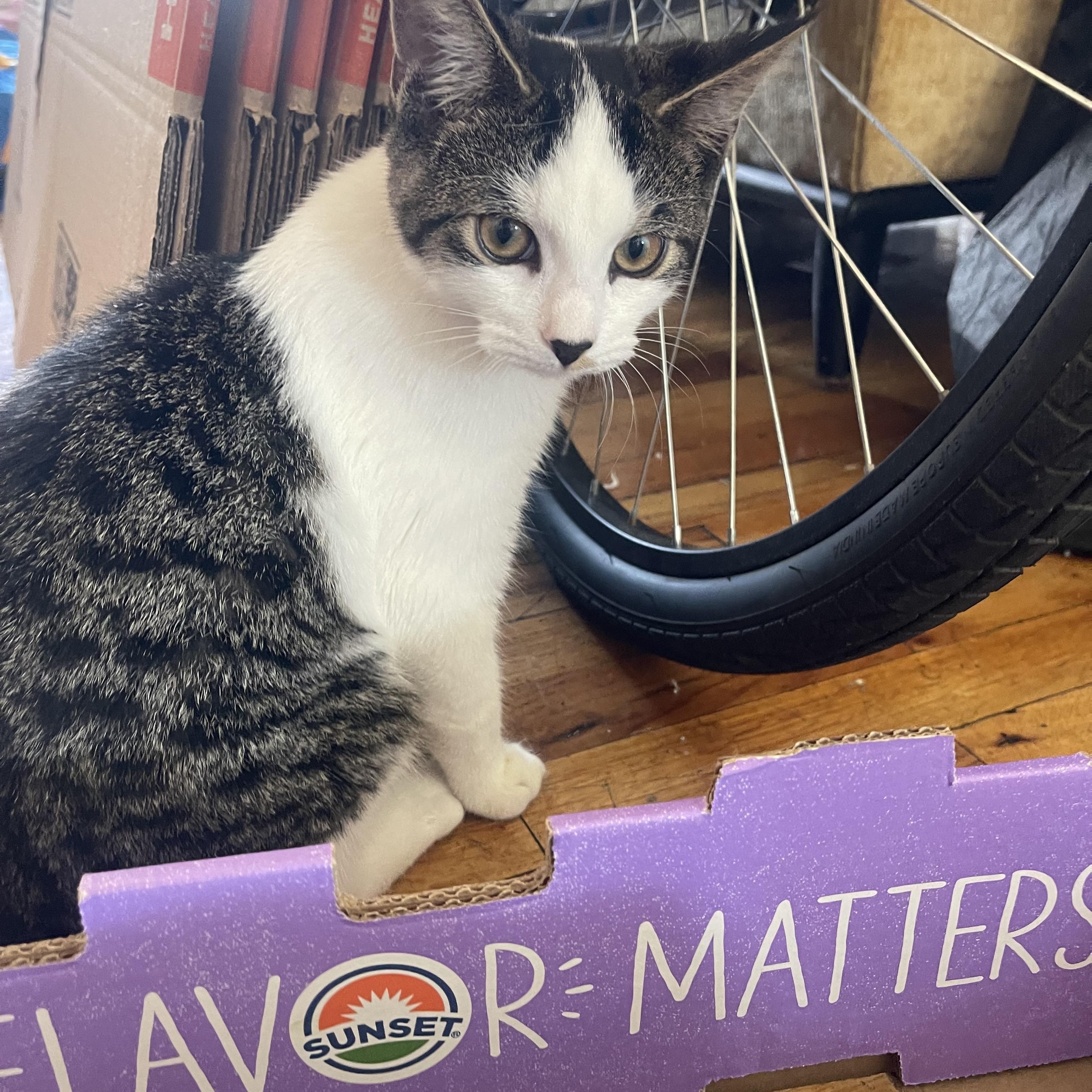 Enlarge Oreo & Mochi, a Adoptable Domestic Short Hair in Bayonne, NJ image 2/3