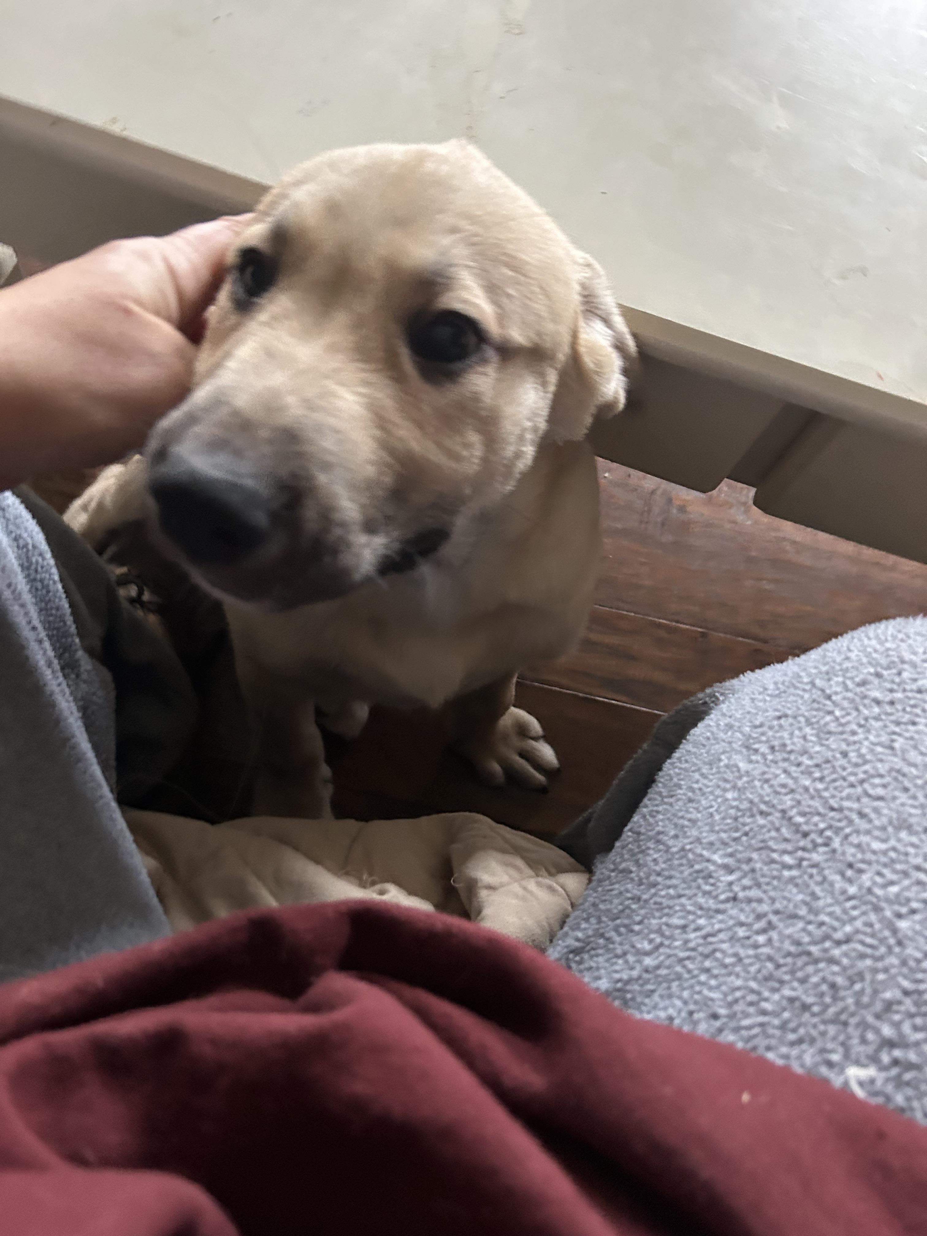 Enlarge Buddy, a ADOPTABLE mixed breed in Troupsburg, NY image 4/4