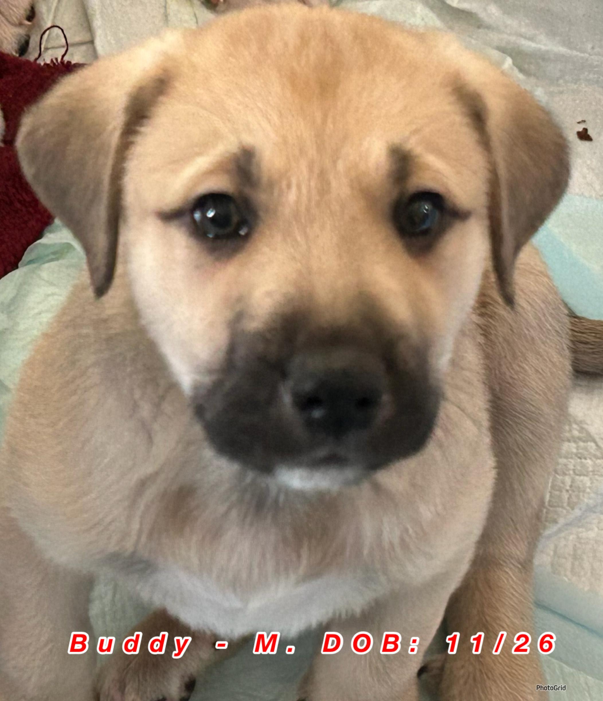 Buddy, ADOPTABLE, Puppy Male Collie & Chocolate Labrador Retriever.