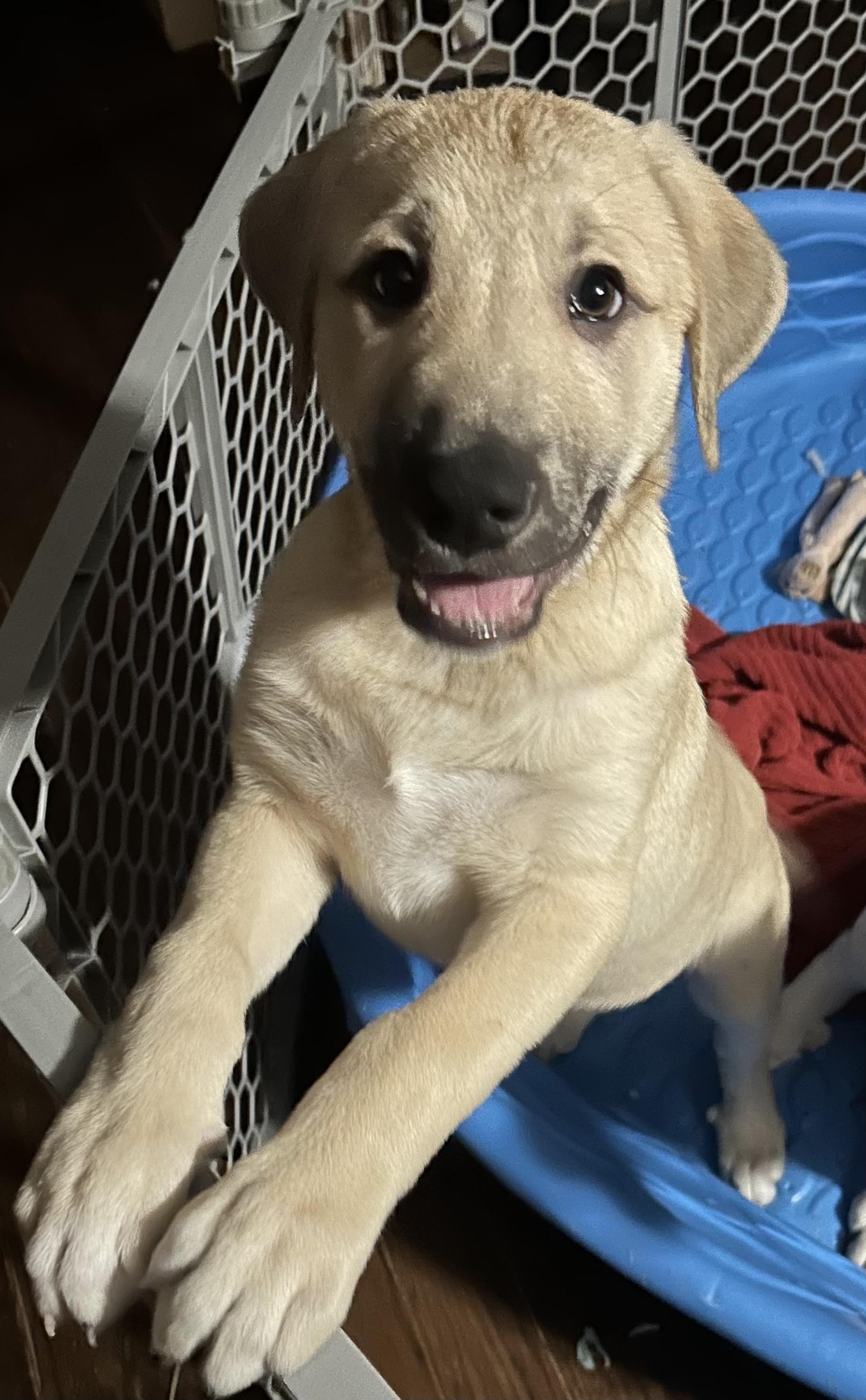 Enlarge Buddy, a ADOPTABLE mixed breed in Troupsburg, NY image 2/4