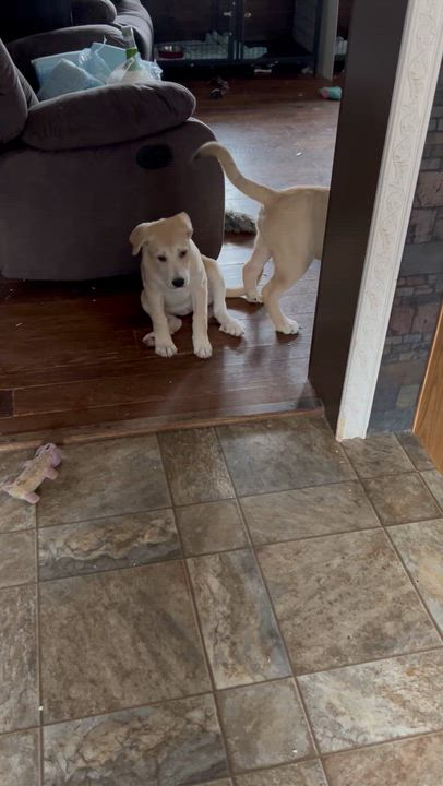 Enlarge Buddy, a ADOPTABLE mixed breed in Troupsburg, NY video 3/4