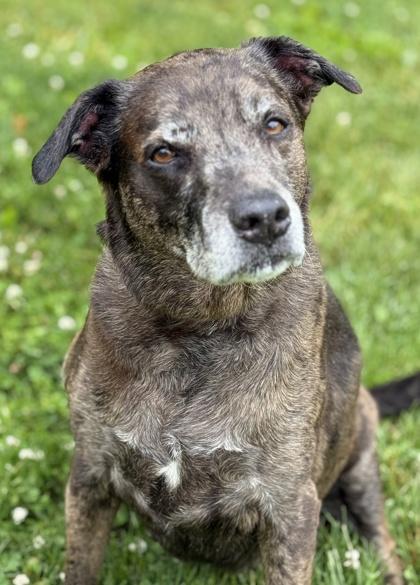Phoebe, a Adoptable mixed breed in Malvern, PA image 1/3
