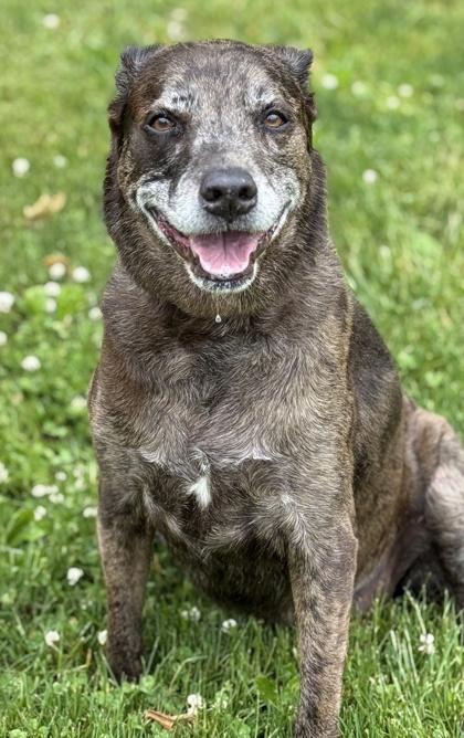 Phoebe, a Adoptable mixed breed in Malvern, PA image 2/3