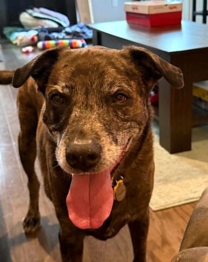 Phoebe, a Adoptable mixed breed in Malvern, PA image 3/3