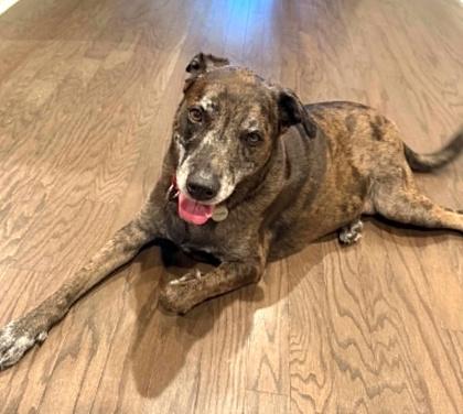Phoebe, a Adoptable mixed breed in Malvern, PA image 3/3
