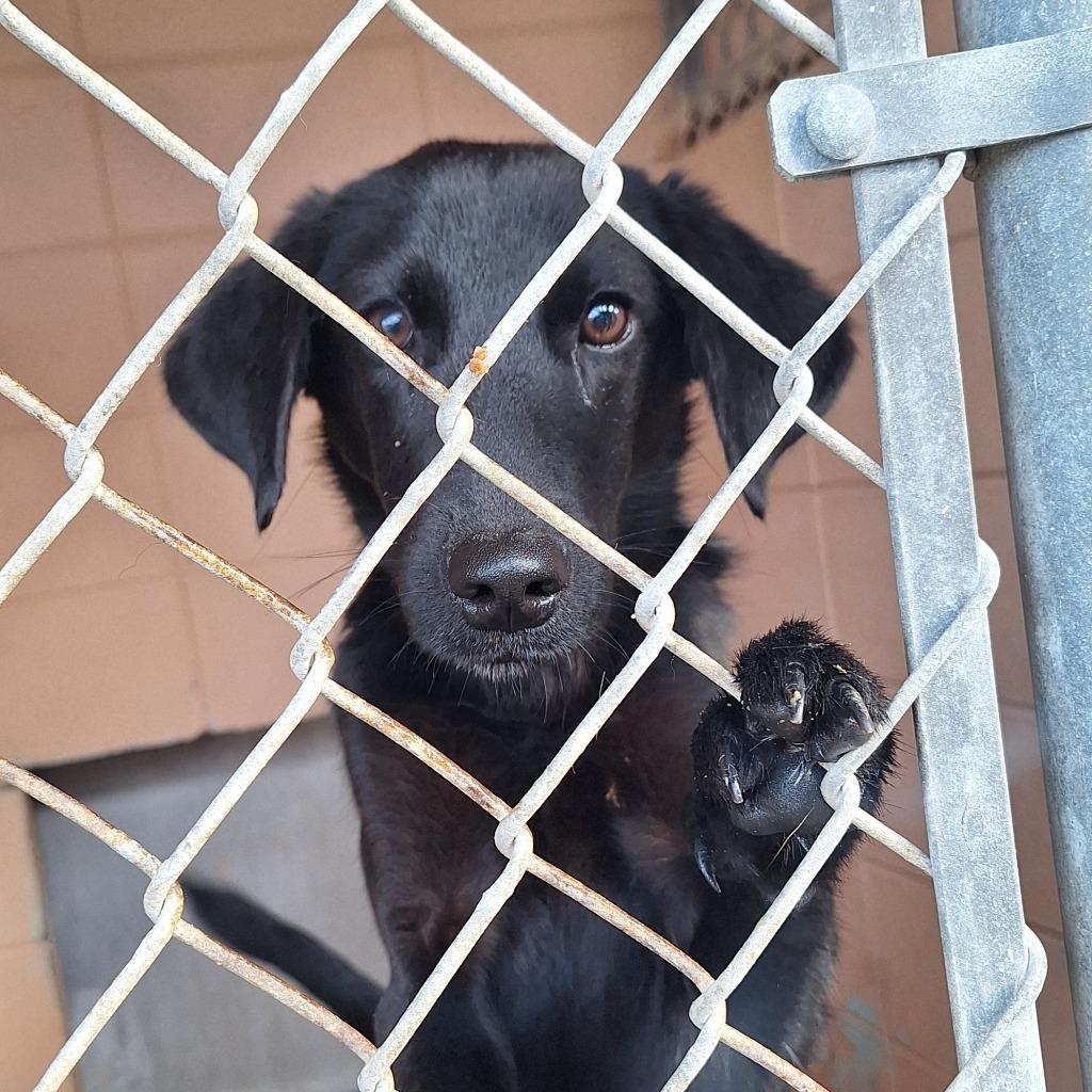 Enlarge Mario, a Adoptable Labrador Retriever in Gautier, MS image 2/3