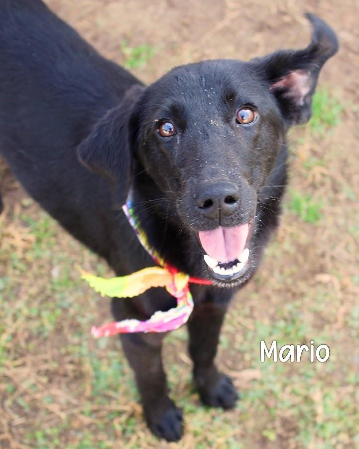 Mario, Adoptable, Young Male Labrador Retriever.