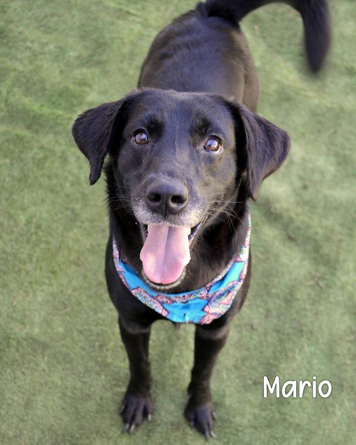 Mario, a Adoptable Labrador Retriever in Gautier, MS image 2/3