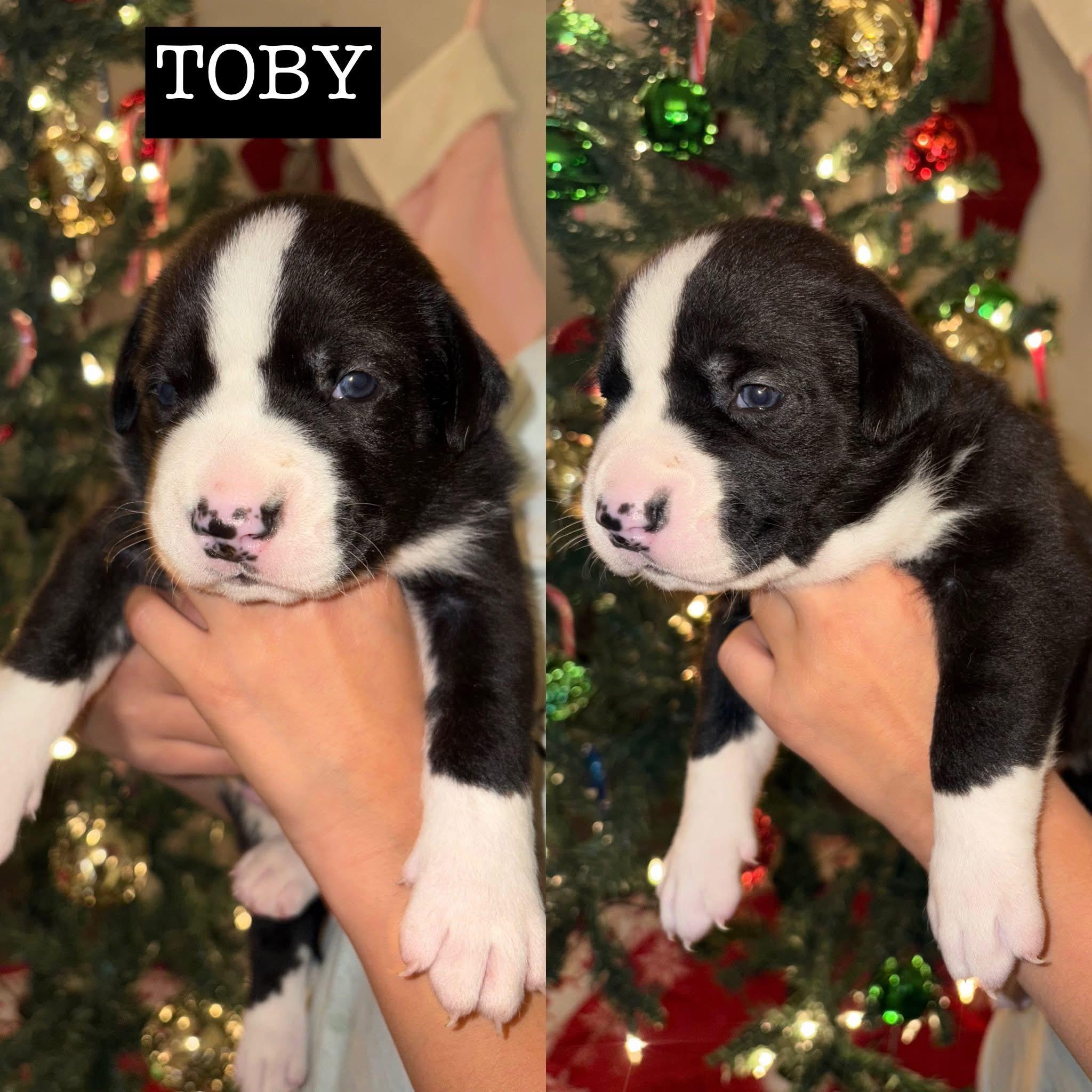 Enlarge Momma Eleni boys, a Adoptable mixed breed in Whitestone, NY image 1/4