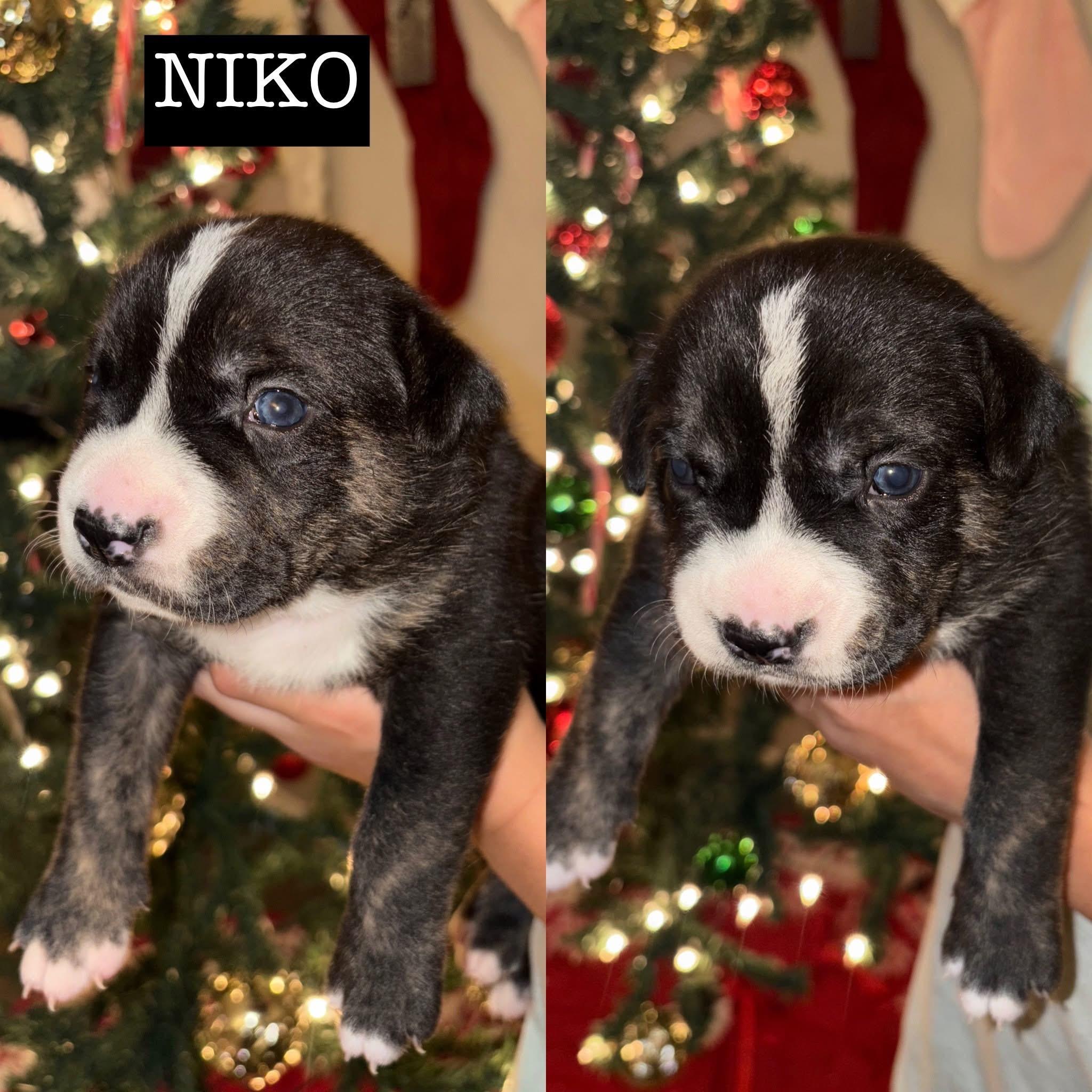 Momma Eleni Boys thumbnail 2