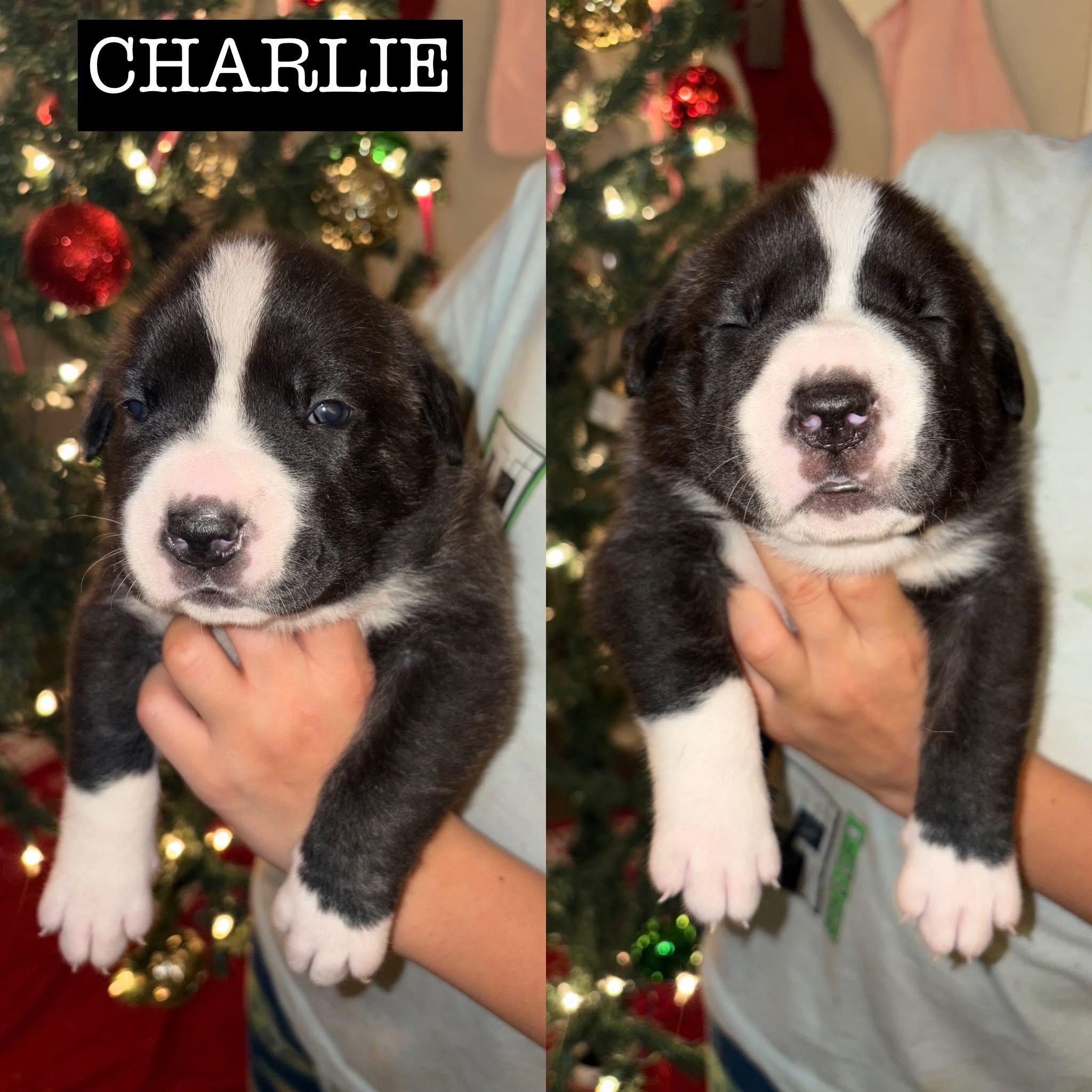 Momma Eleni Boys thumbnail 3