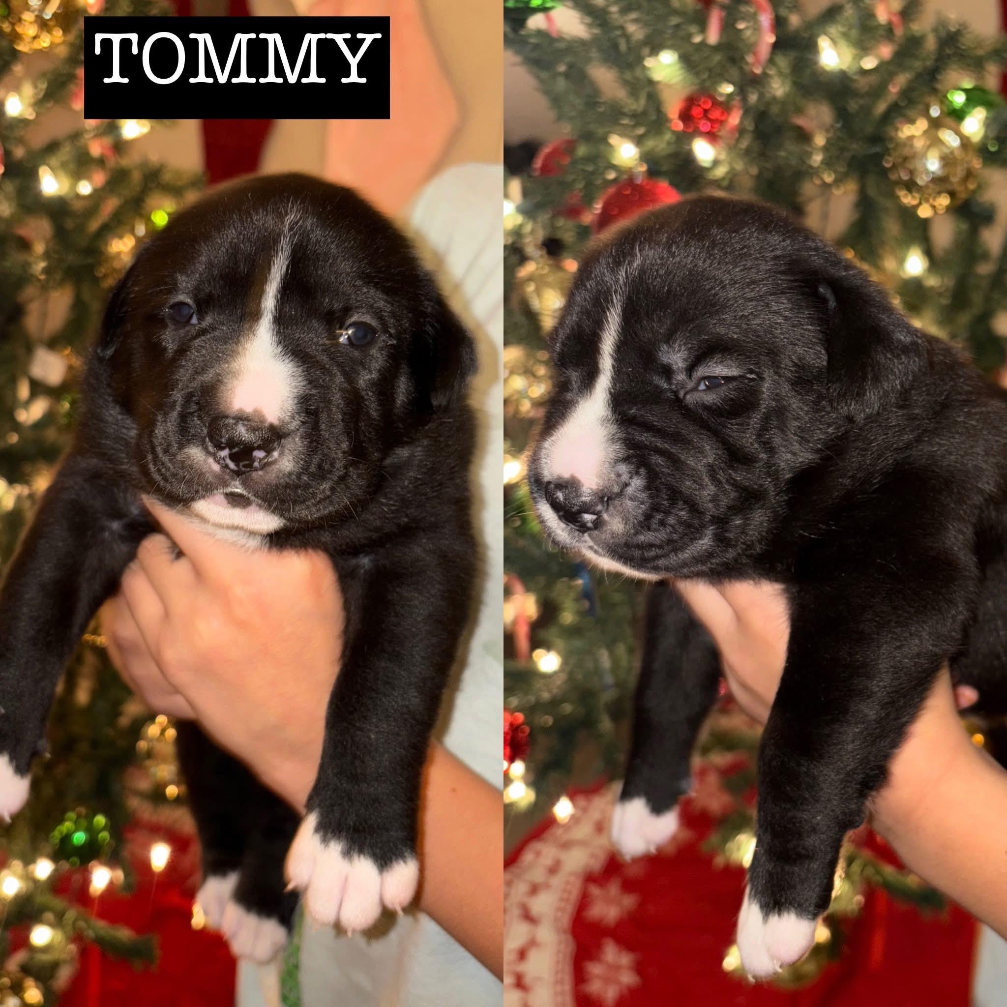 Enlarge Momma Eleni boys, a Adoptable mixed breed in Whitestone, NY image 4/4