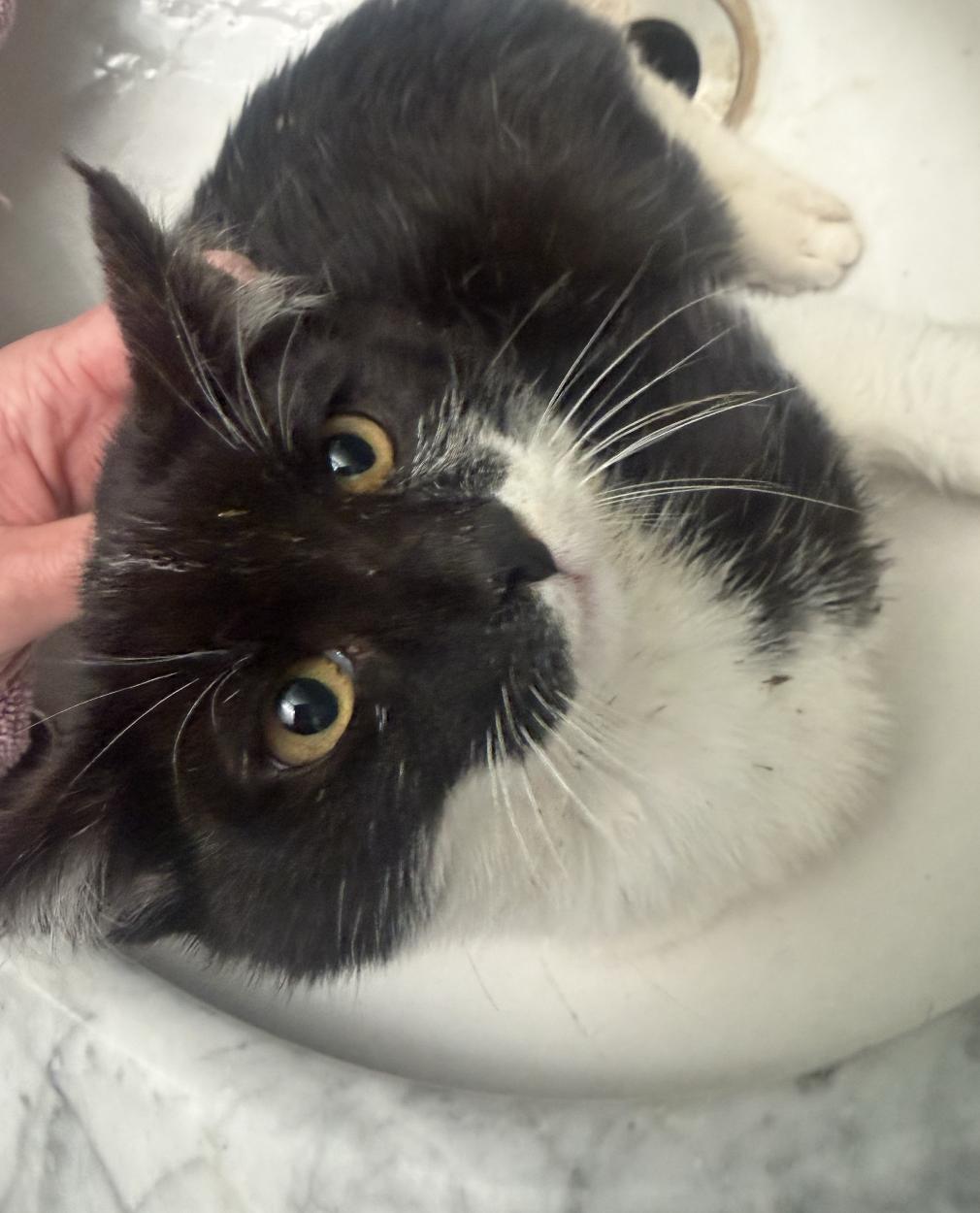 Aragorn, Adoptable, Kitten Male Domestic Short Hair.