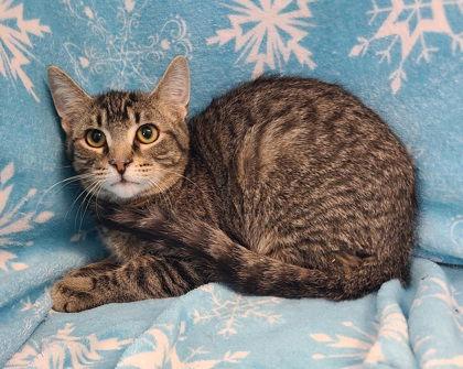 Enlarge 6866 (Flash), a Adoptable Domestic Short Hair in Lake City, MI image 1/1