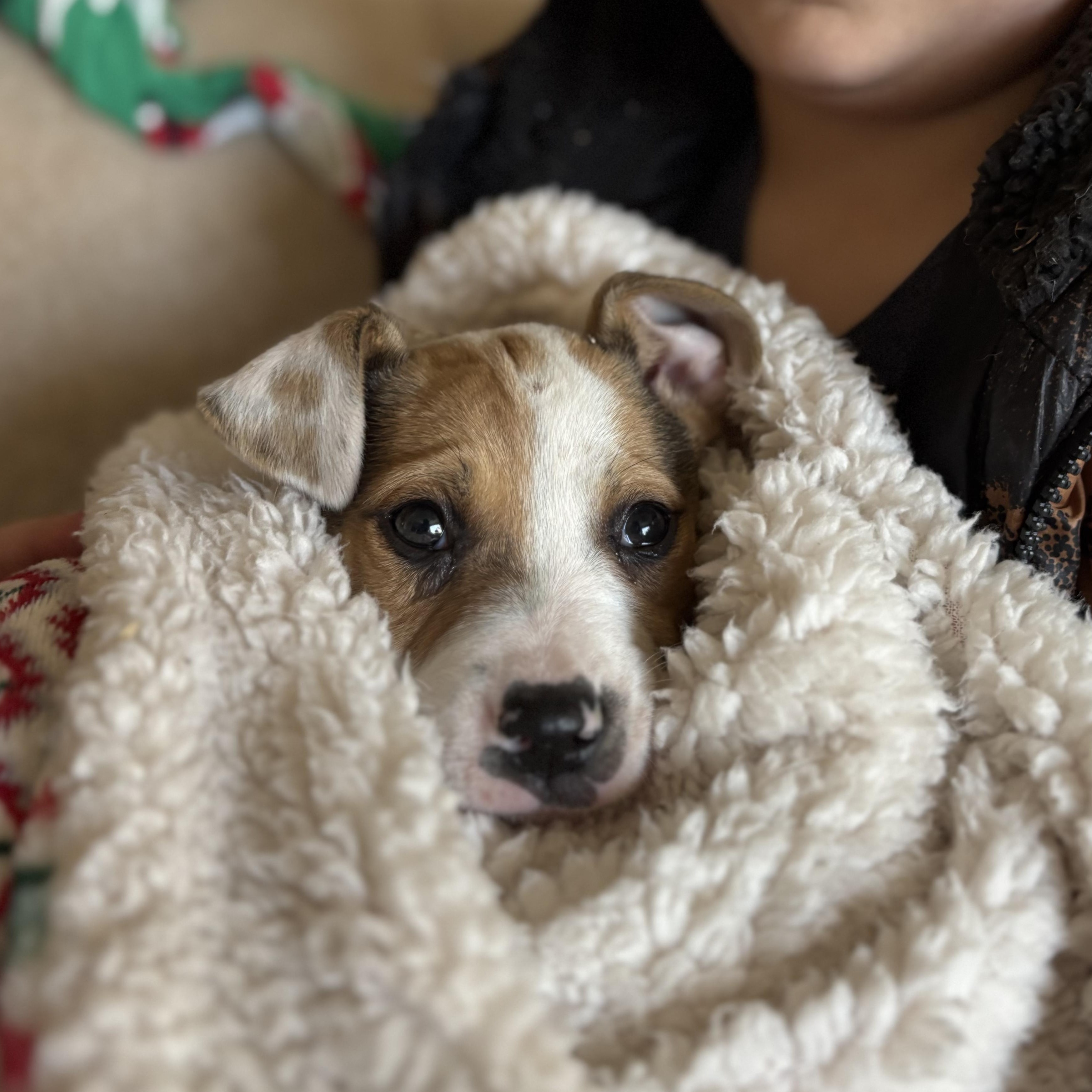 Enlarge Goose, a Adoptable mixed breed in Ayden, NC image 3/3