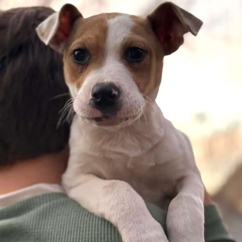 Goose, Adoptable, Puppy Male Mixed Breed.