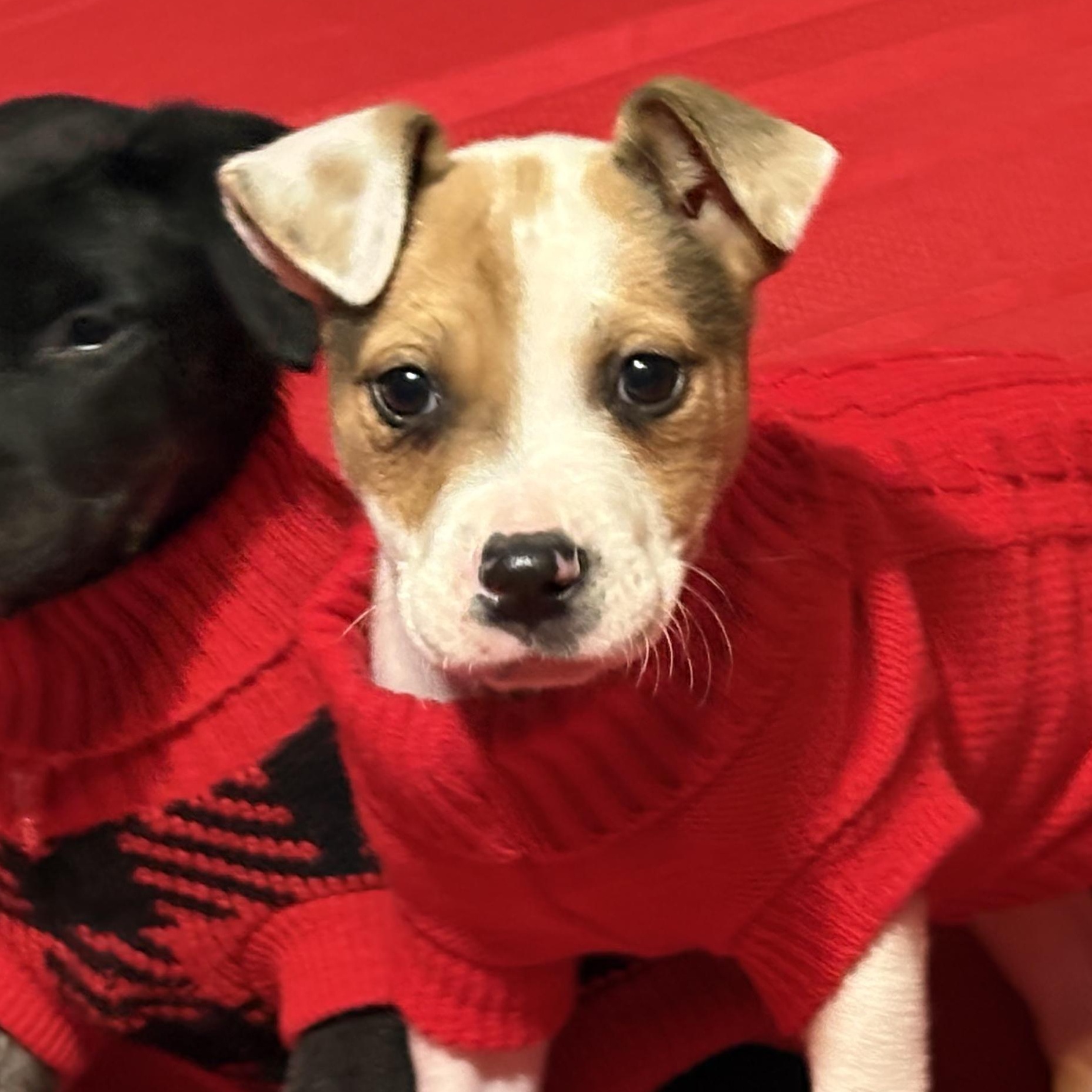 Goose, Adoptable, Puppy Male Mixed Breed.