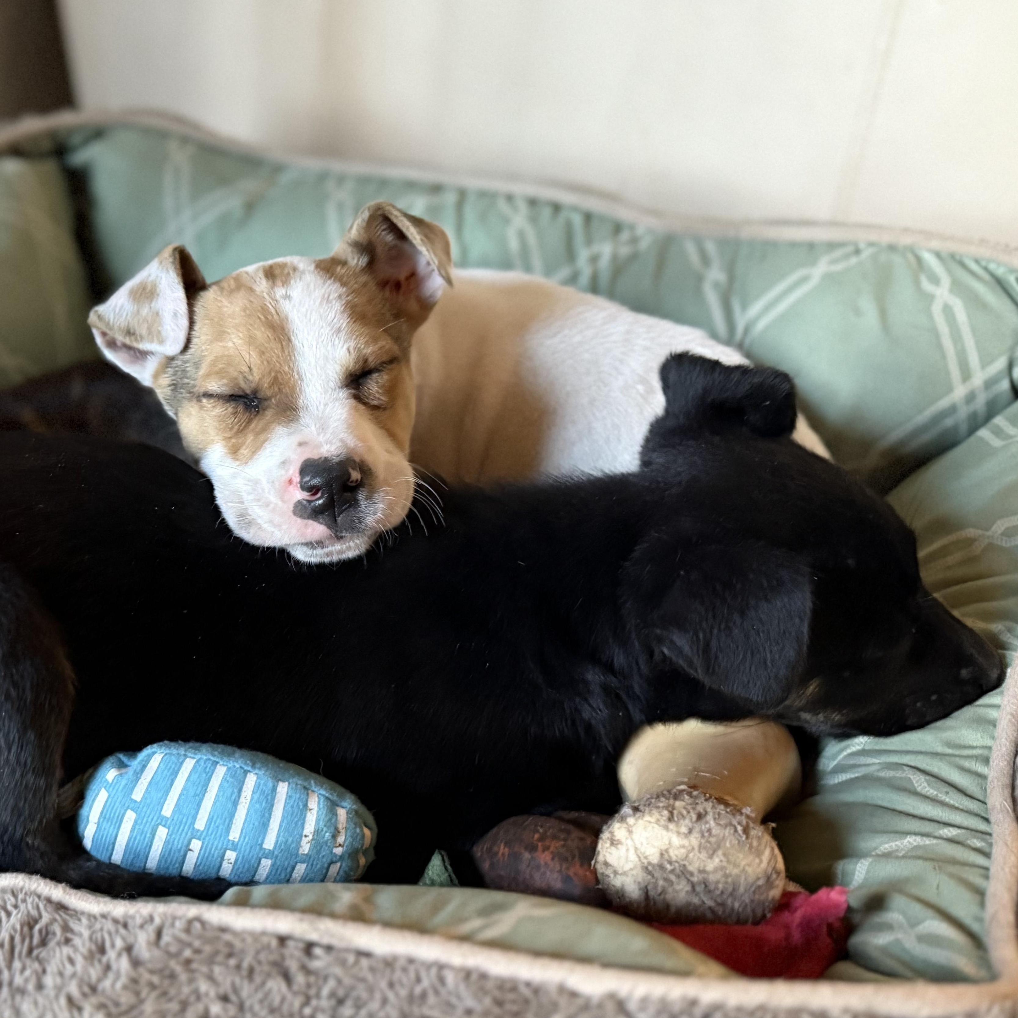 Enlarge Goose, a Adoptable mixed breed in Ayden, NC image 2/3