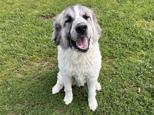 Enlarge YETI, a Adoptable Great Pyrenees in Ojai, CA image 1/1