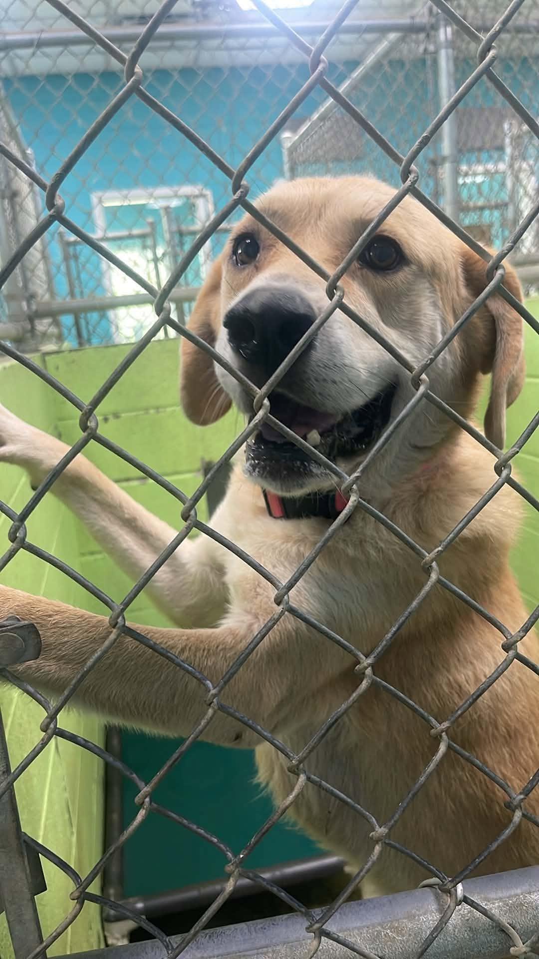 Joonie, adopted, Senior Female Labrador Retriever.