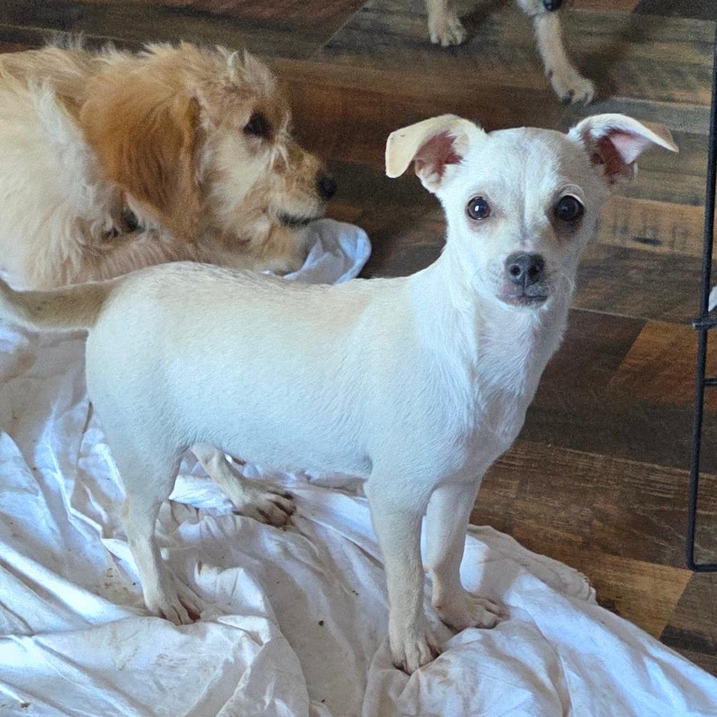 Alamo, Adoptable, Puppy Male Wirehaired Terrier & Chihuahua.